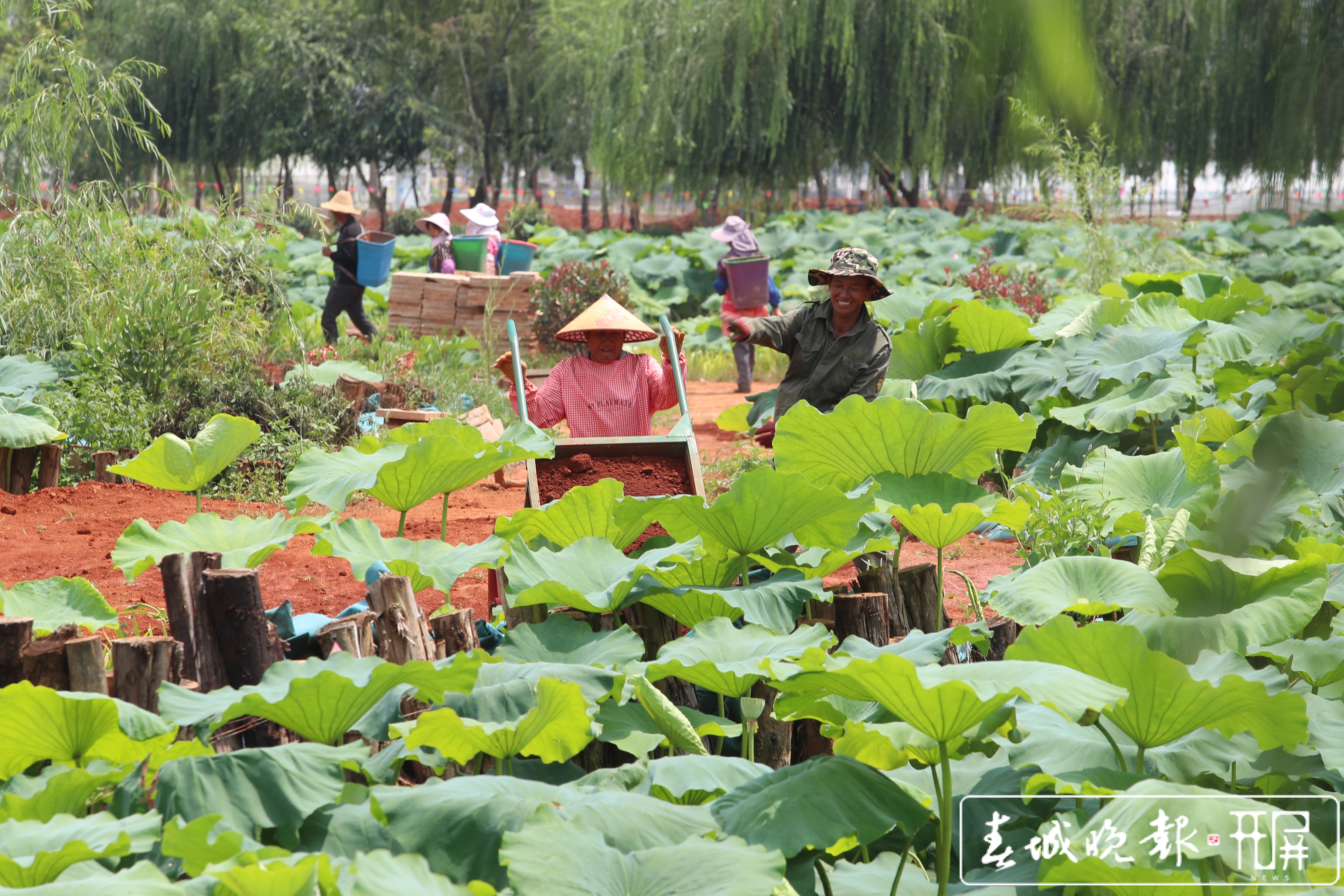 杞麓湖：国家湿地公园成打卡“地标”