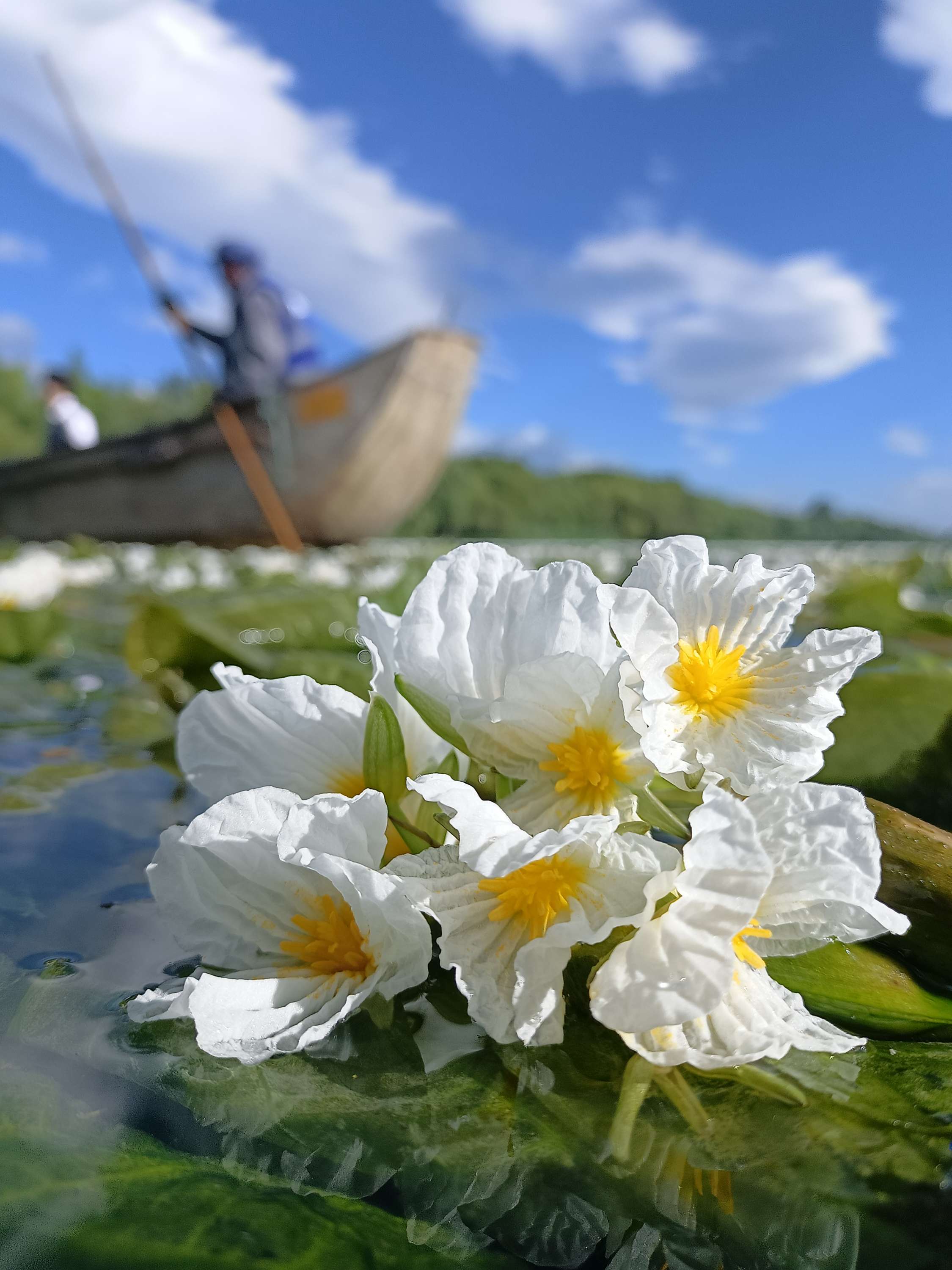 海菜花-1杨继培 摄(14028567)-20220620214907.jpg
