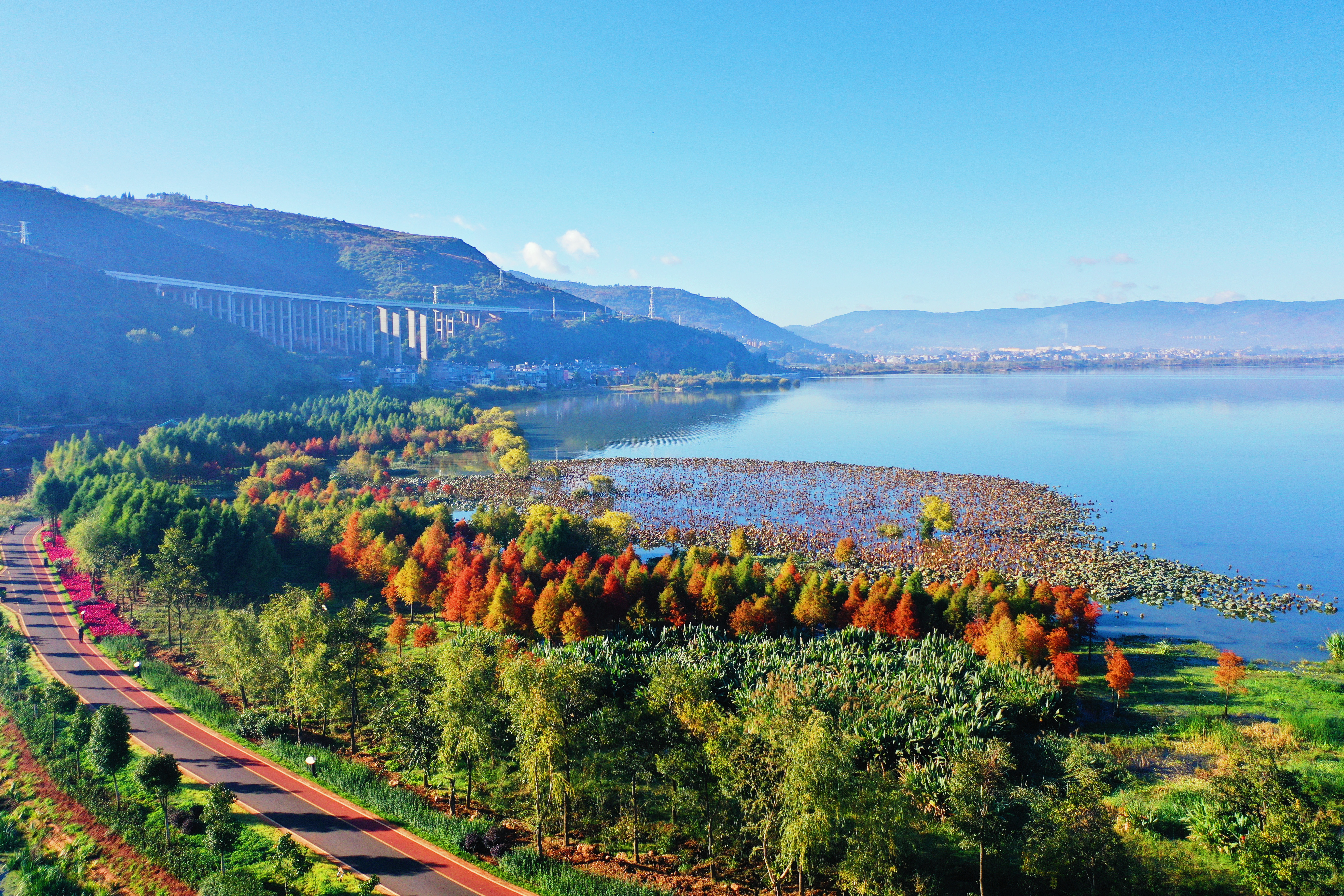 中山杉与星云湖同框，美得像画！  李春丽 通讯员 李丹 杨宝英 杨俊芳 摄