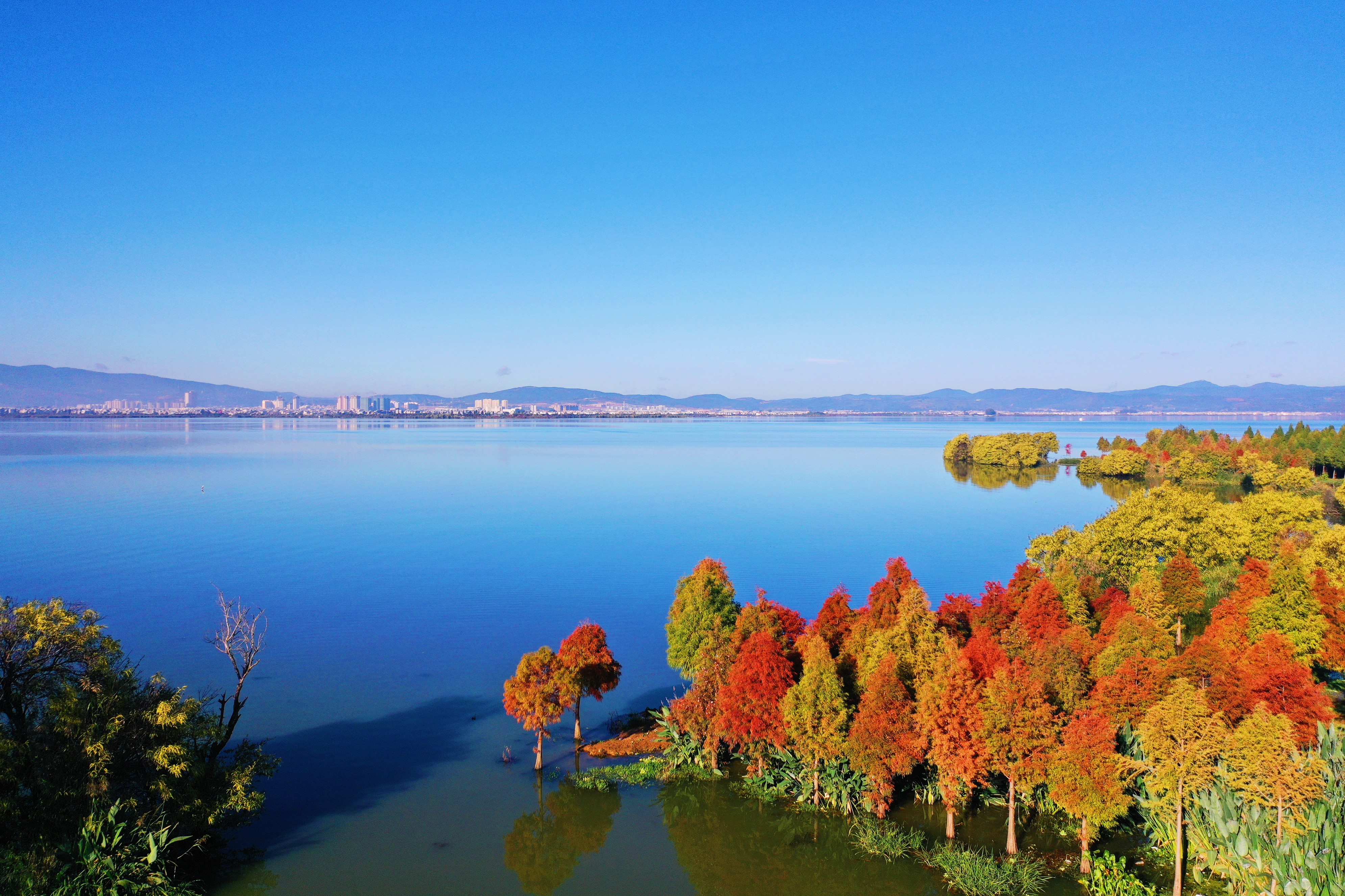 中山杉与星云湖同框，美得像画！  李春丽 通讯员 李丹 杨宝英 杨俊芳 摄