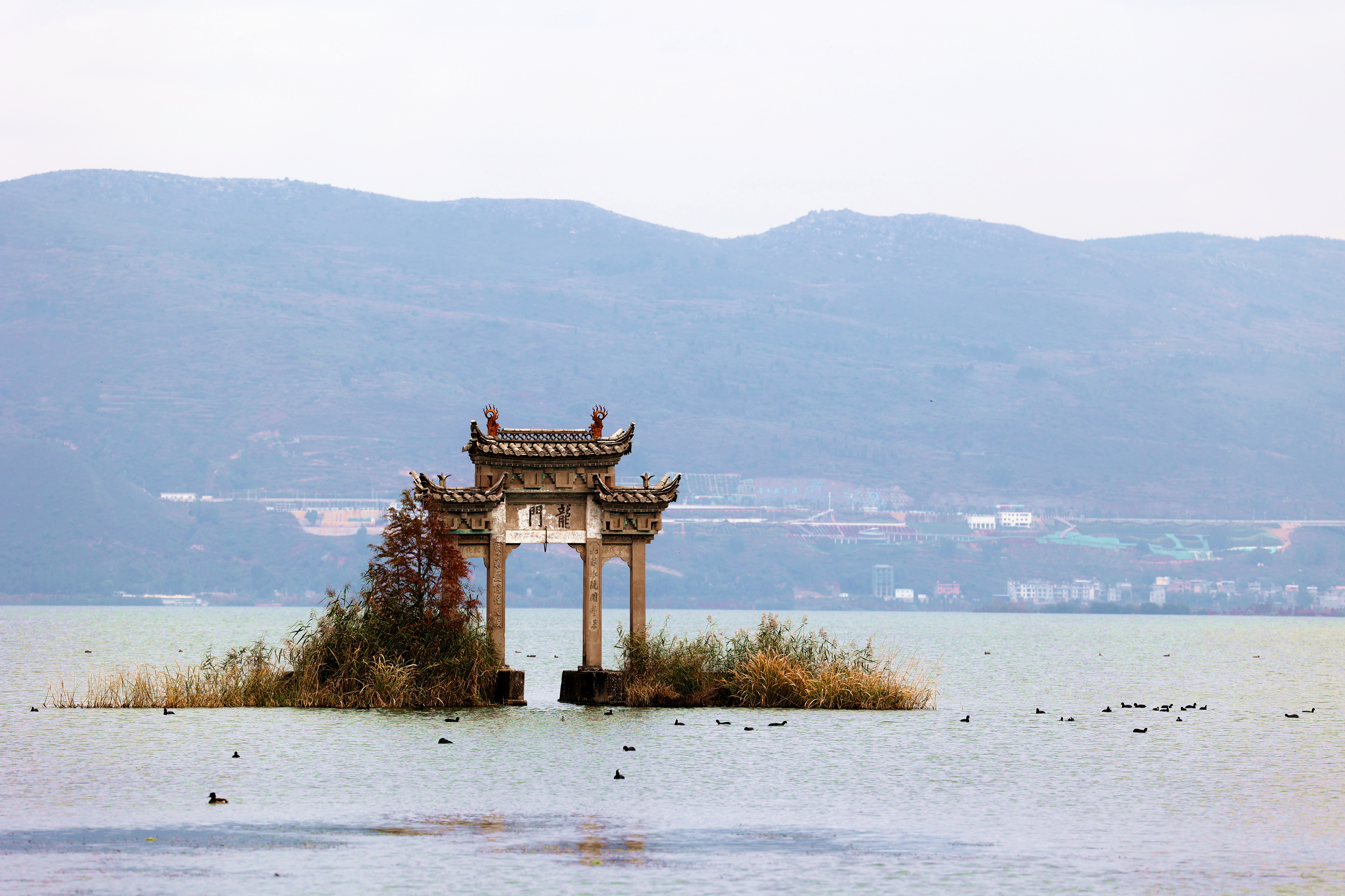 开屏策划｜冬至云南—星云湖白骨顶鸡（开屏新闻记者及通讯员 摄）