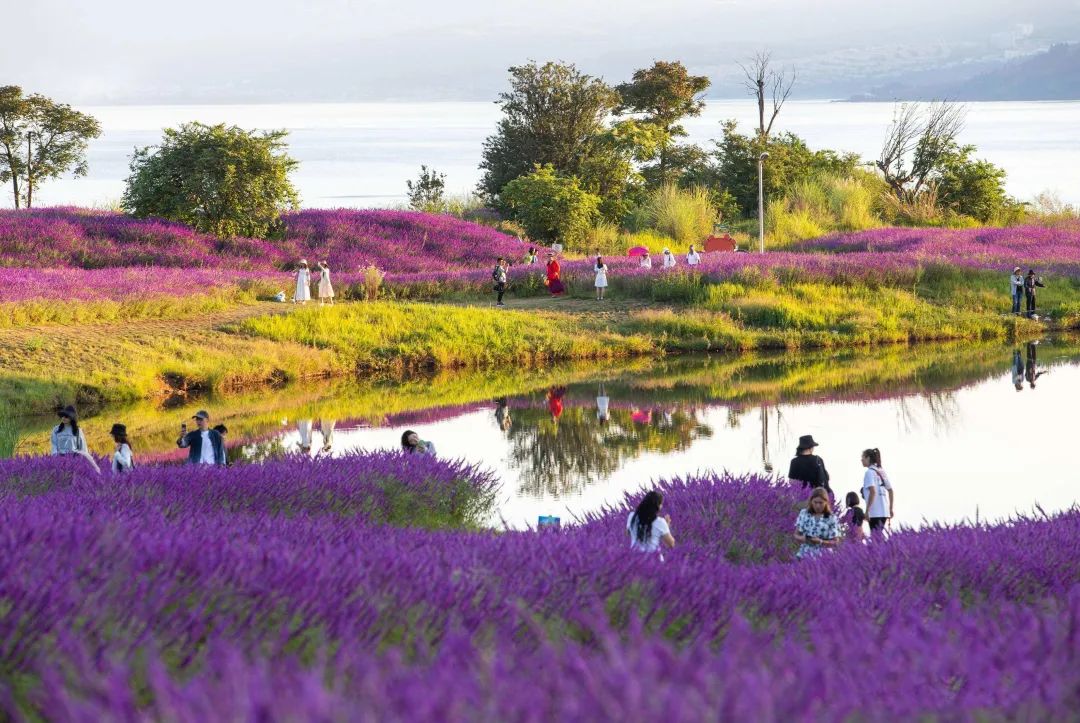 湿地花海吸引大量游客