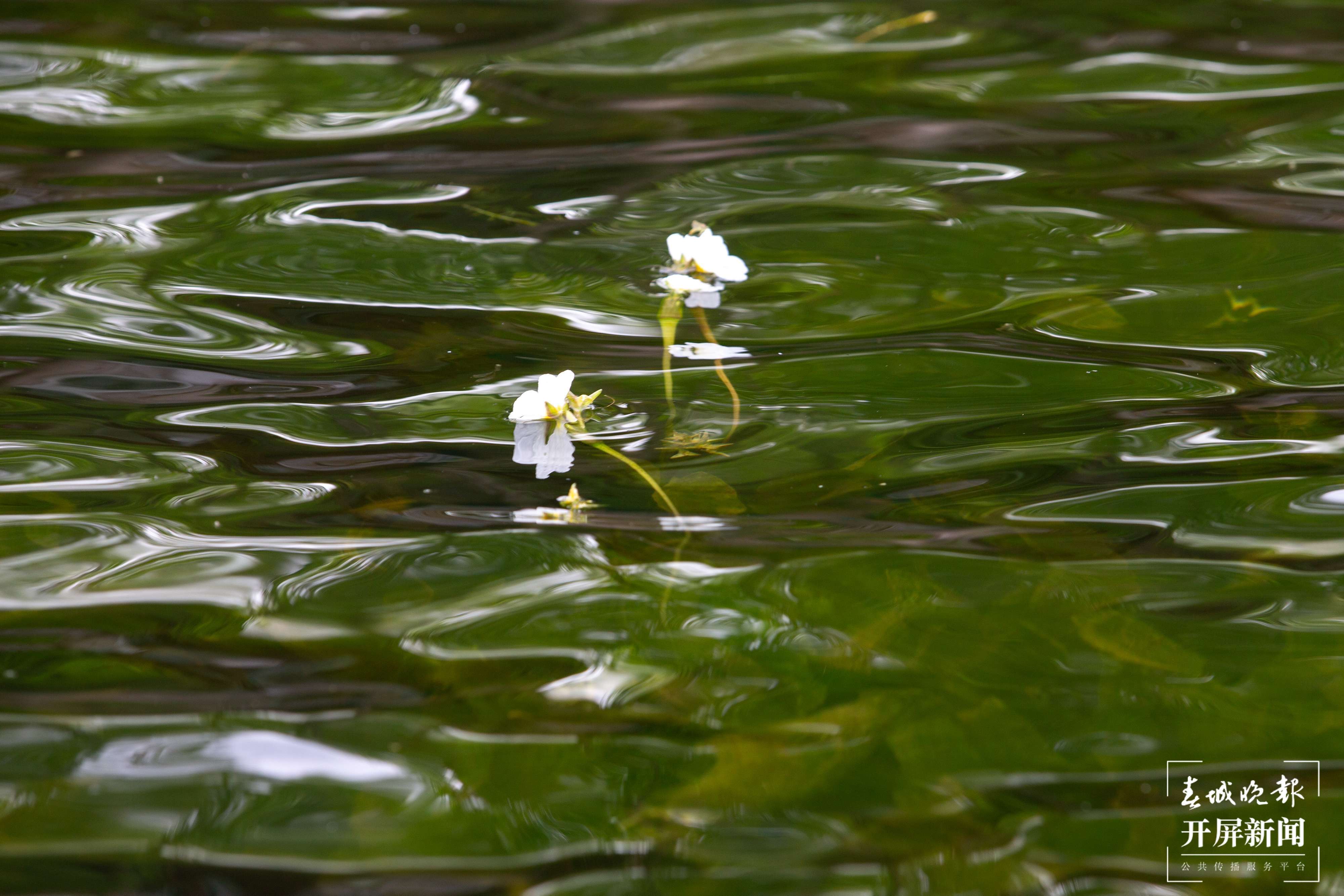 滇池草海大泊口水域的海菜花开啦！春城晚报-开屏新闻记者 孙琴霞 文 高伟 摄
