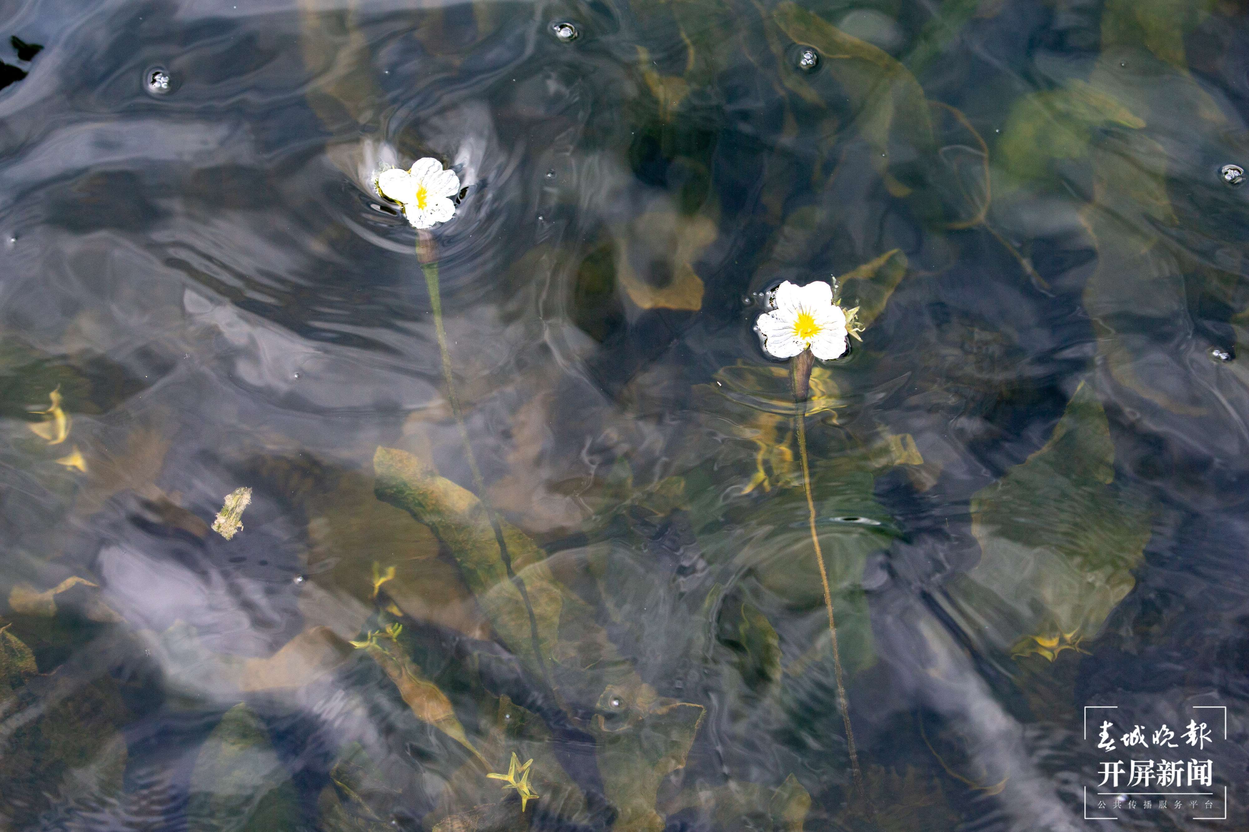 滇池草海大泊口水域的海菜花开啦！春城晚报-开屏新闻记者 孙琴霞 文 高伟 摄