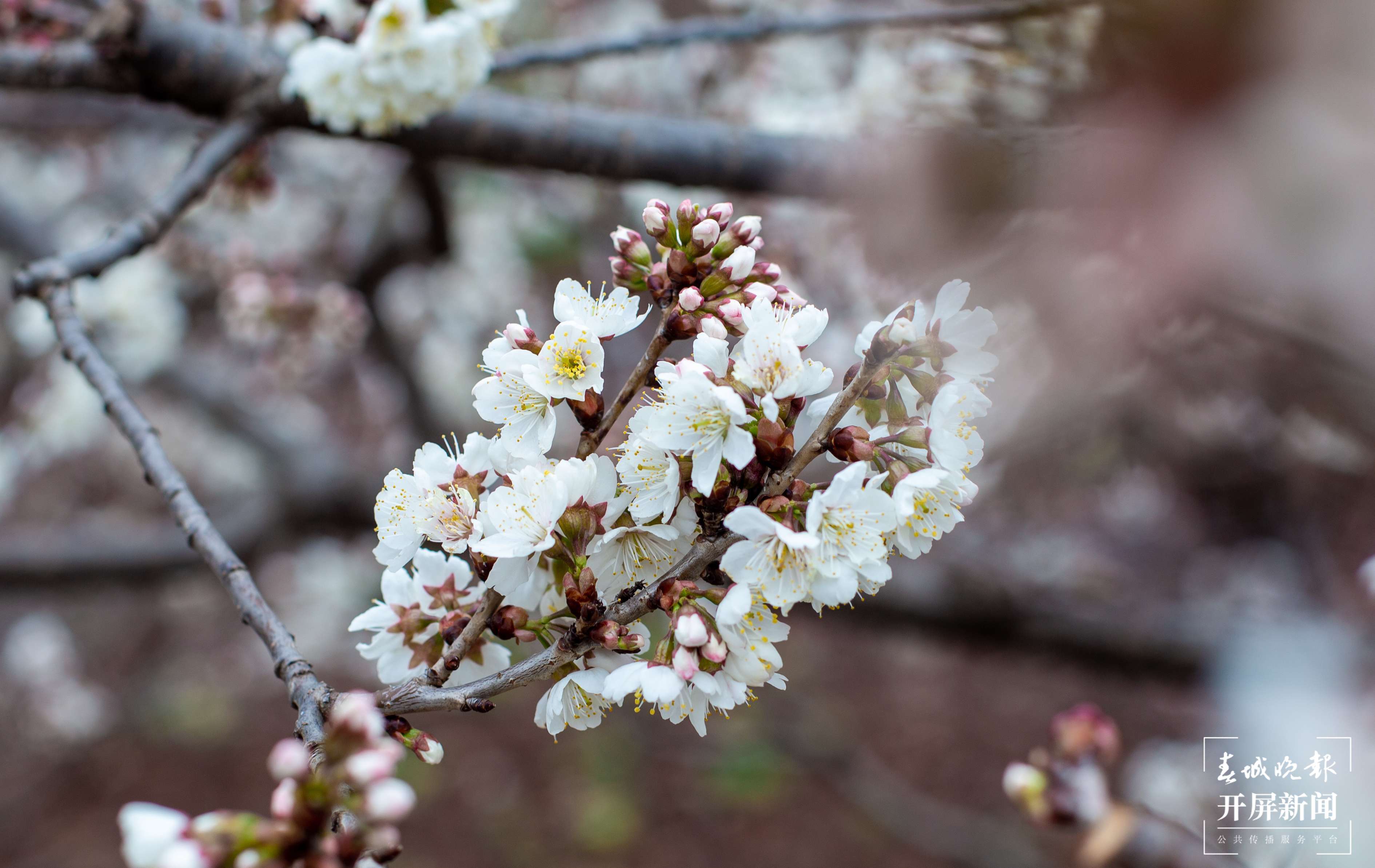 （整合）太空视角的云南花开