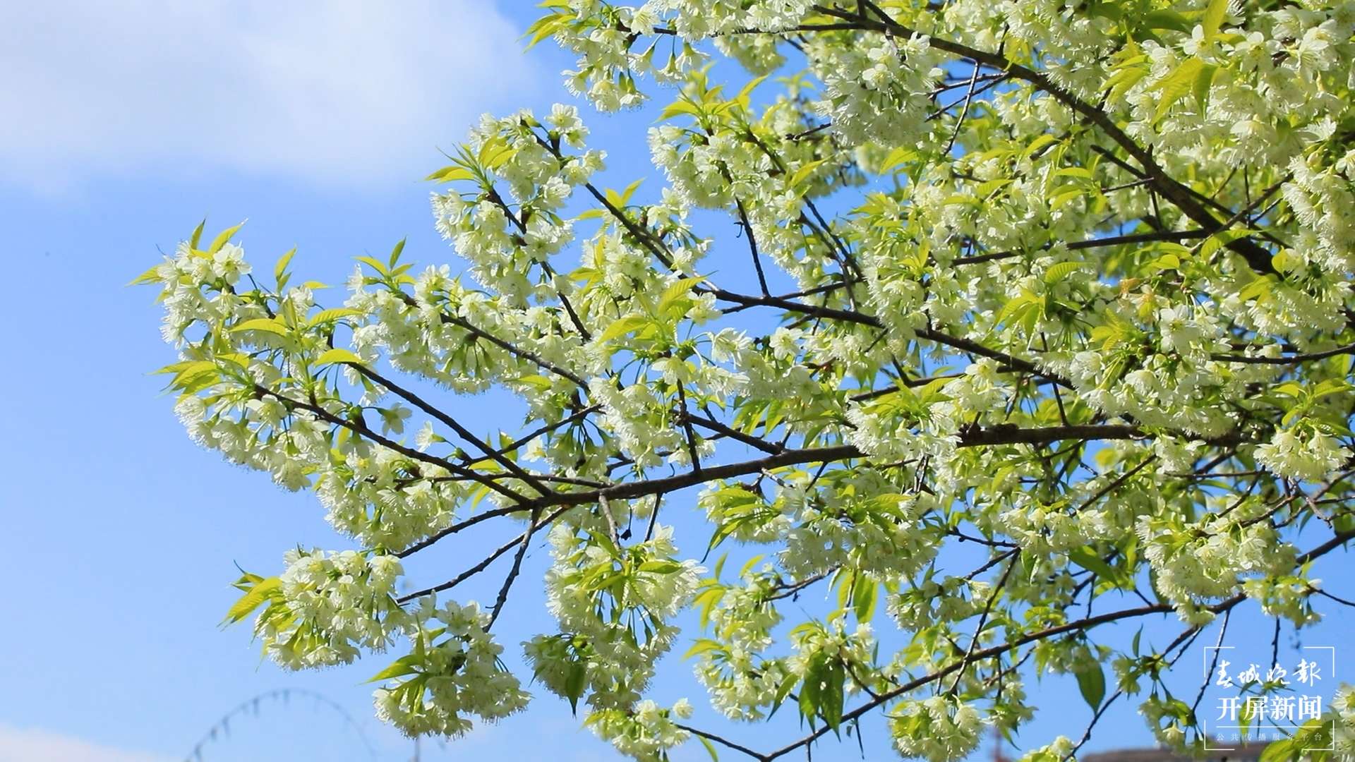 绿春春常绿 | 东仰绿春 又是一年樱花浪漫时