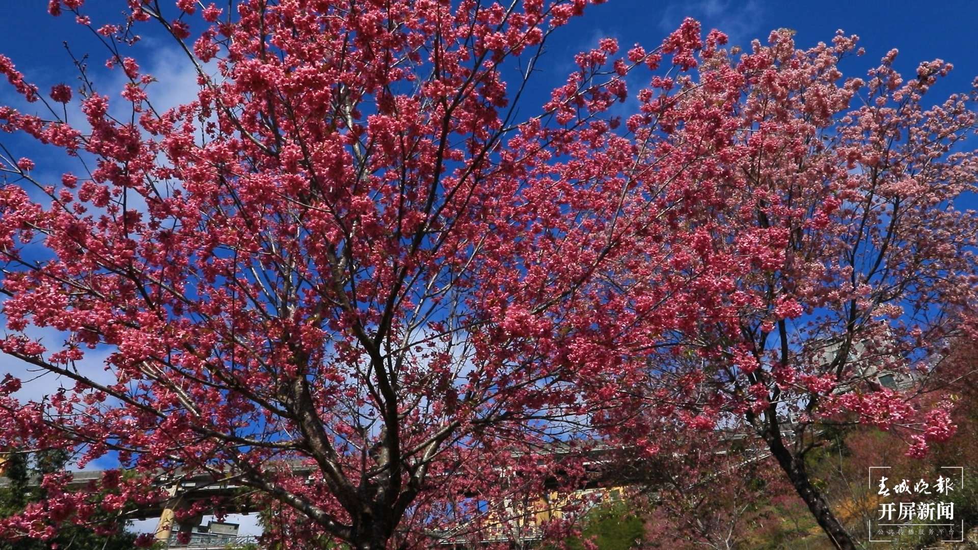 绿春春常绿 | 东仰绿春 又是一年樱花浪漫时