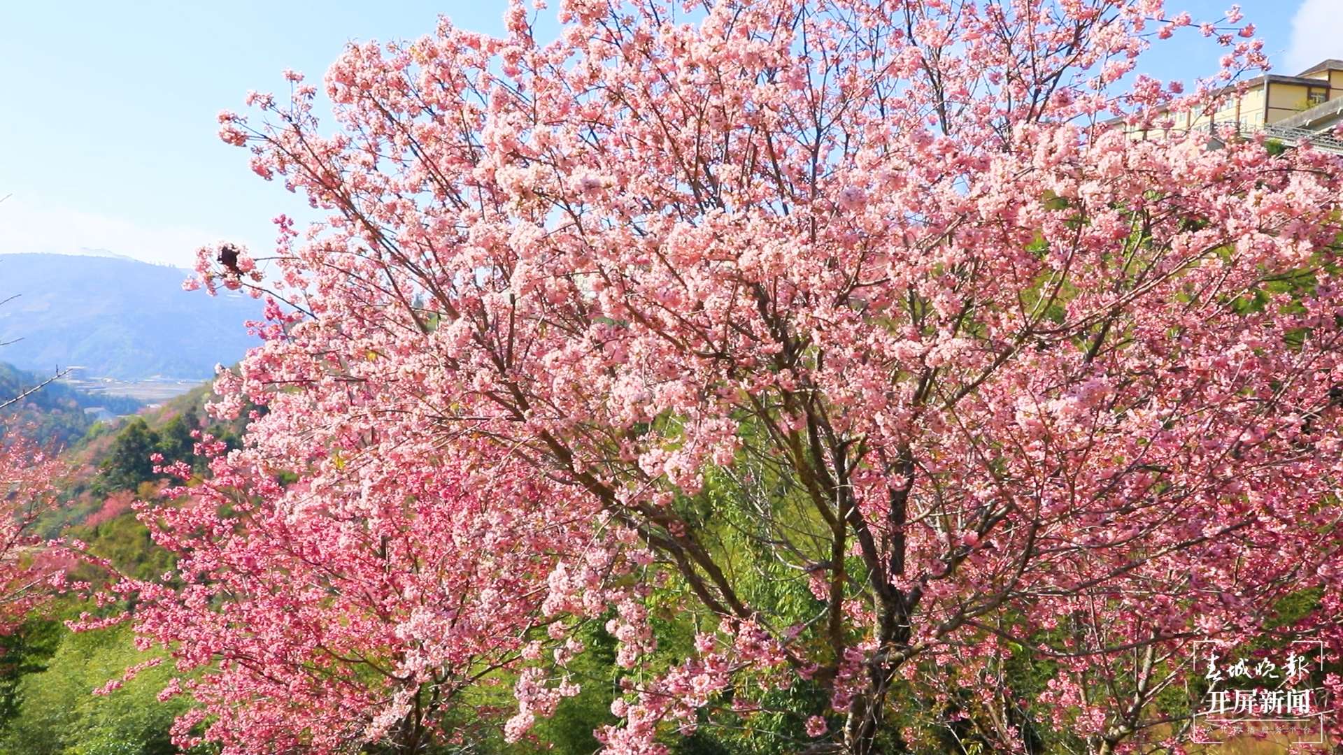 绿春春常绿 | 东仰绿春 又是一年樱花浪漫时