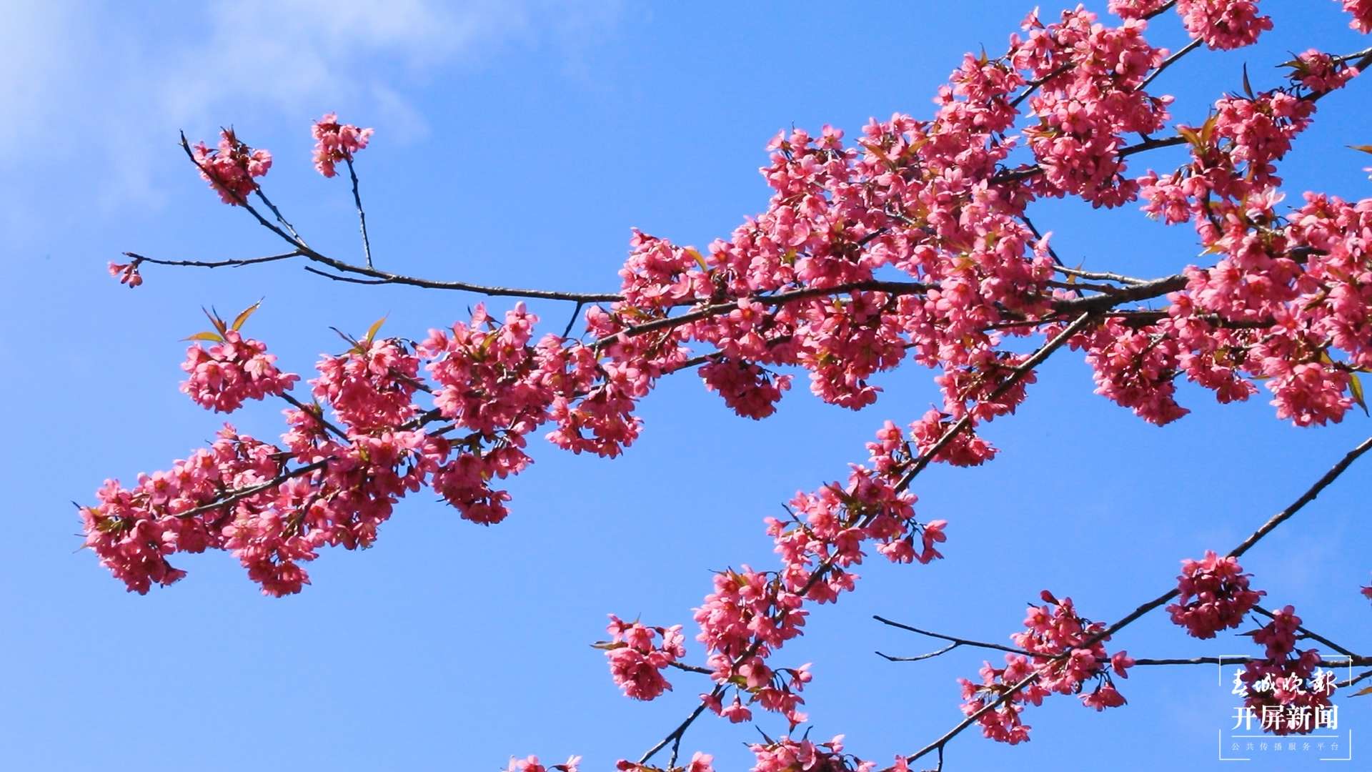 绿春春常绿 | 东仰绿春 又是一年樱花浪漫时