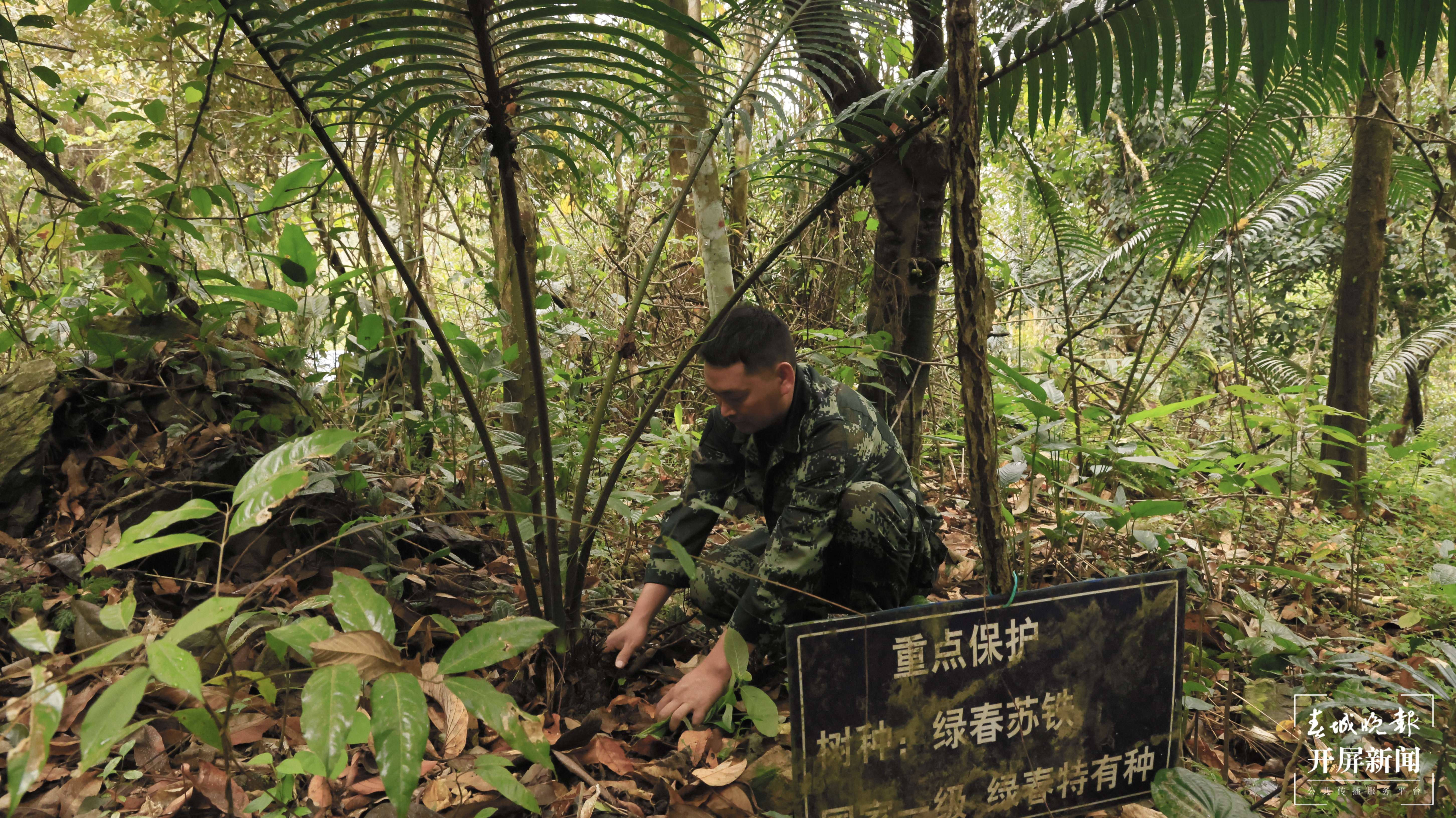 绿春春常绿 | 绿春：像保护眼睛一样保护绿春苏铁