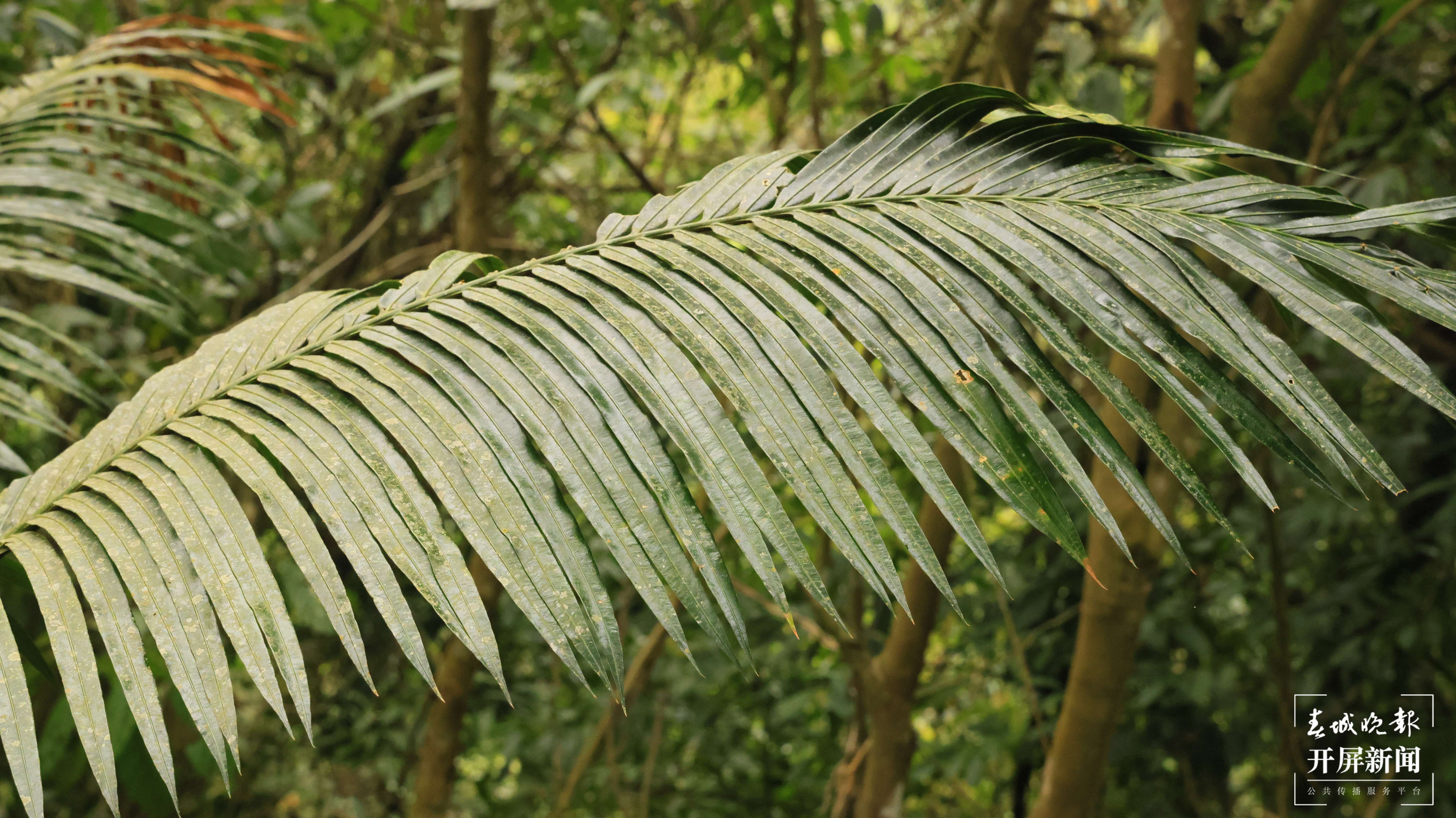 绿春春常绿 | 绿春：像保护眼睛一样保护绿春苏铁