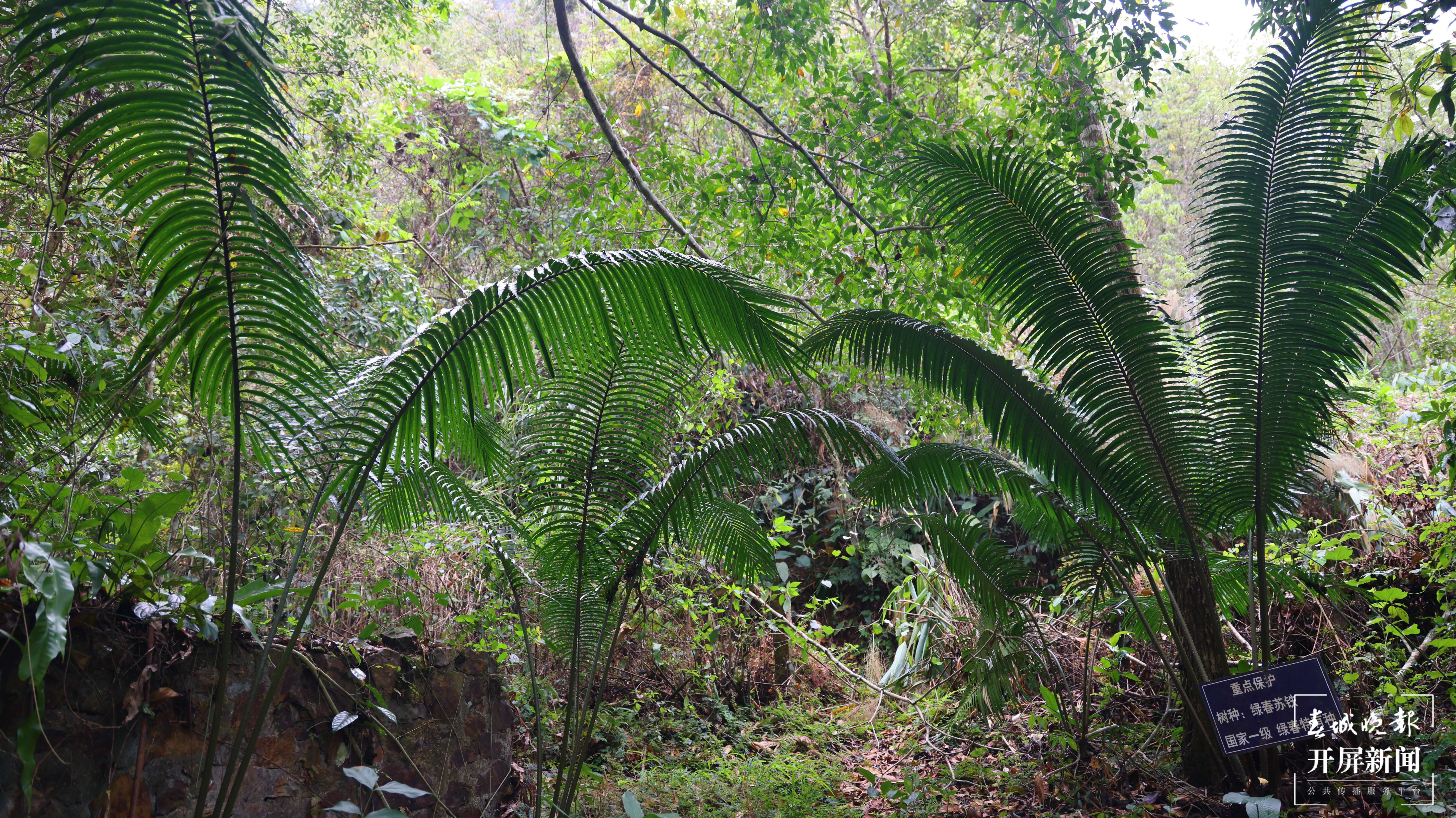 绿春春常绿 | 绿春：像保护眼睛一样保护绿春苏铁