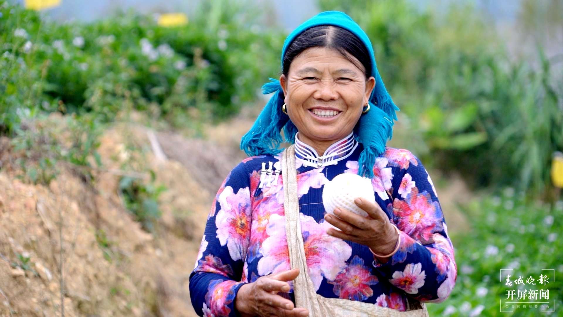 绿春春常绿|平河镇：探索人参果致富新途径