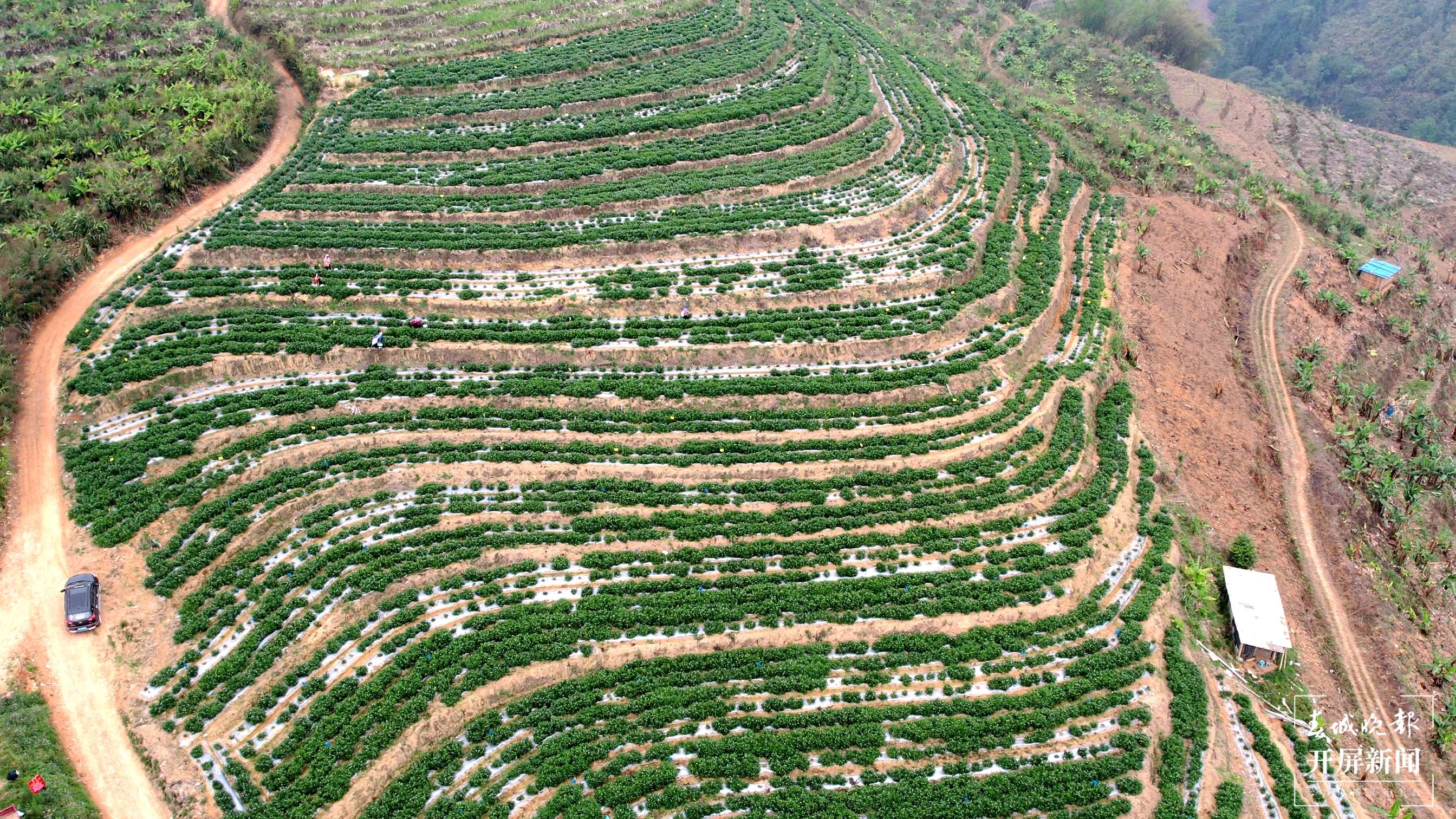 绿春春常绿|平河镇：探索人参果致富新途径