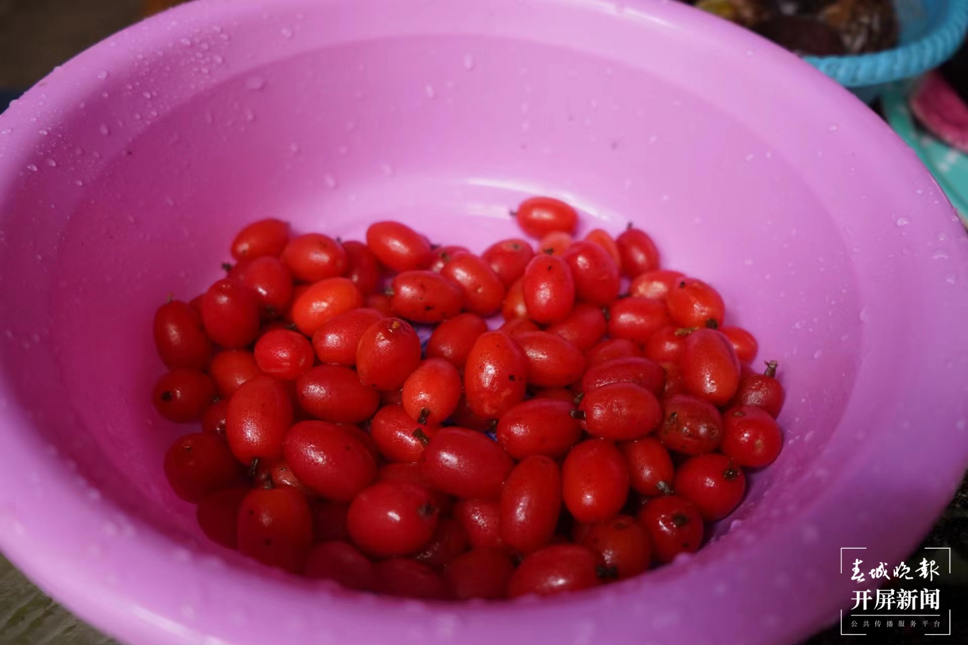 绿春春常绿|团山村:打造野生果蔬驯化种植特色村