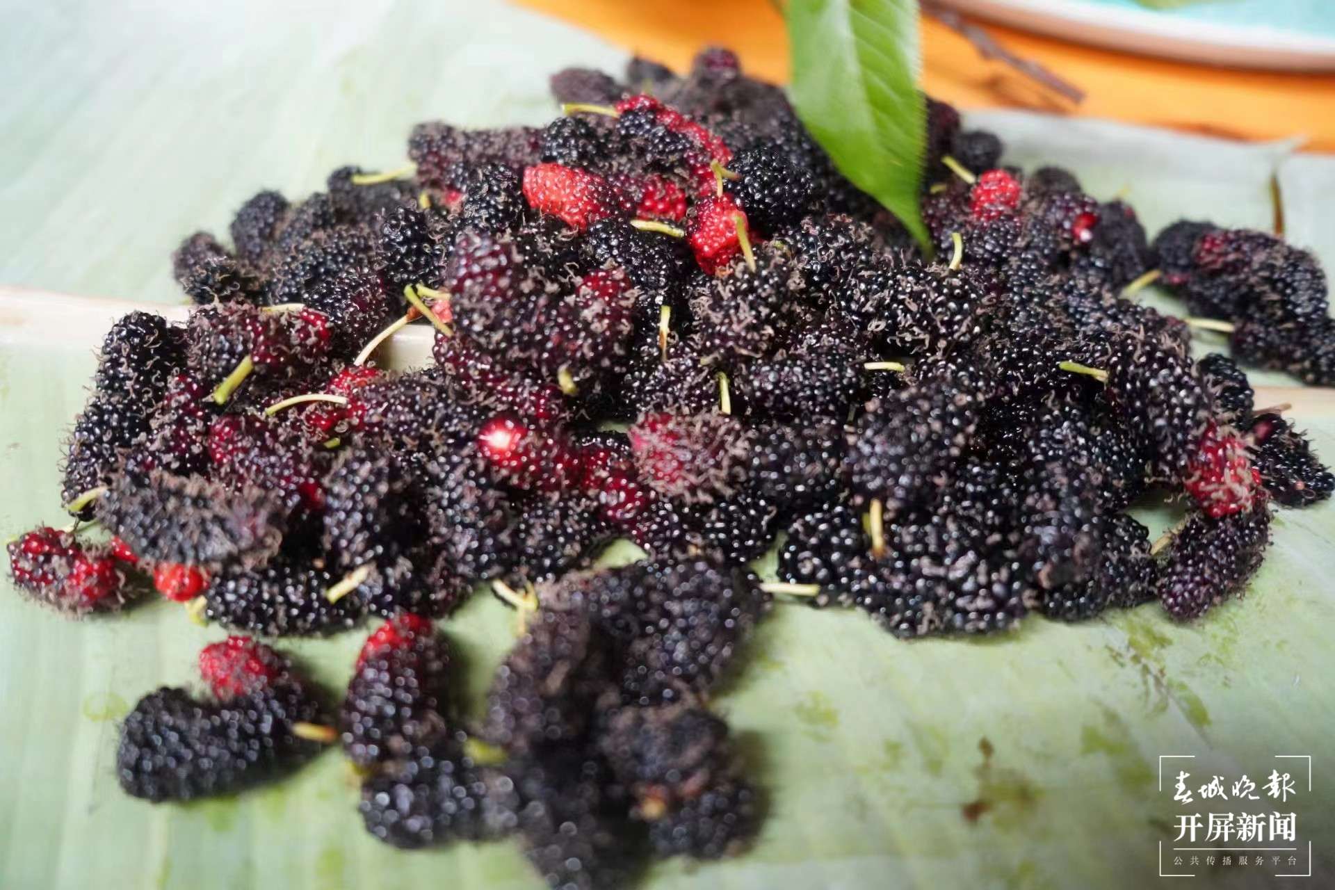 绿春春常绿|团山村:打造野生果蔬驯化种植特色村