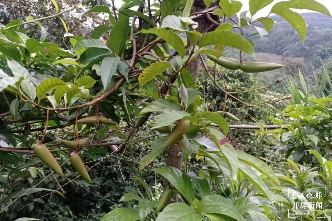 绿春春常绿|团山村:打造野生果蔬驯化种植特色村