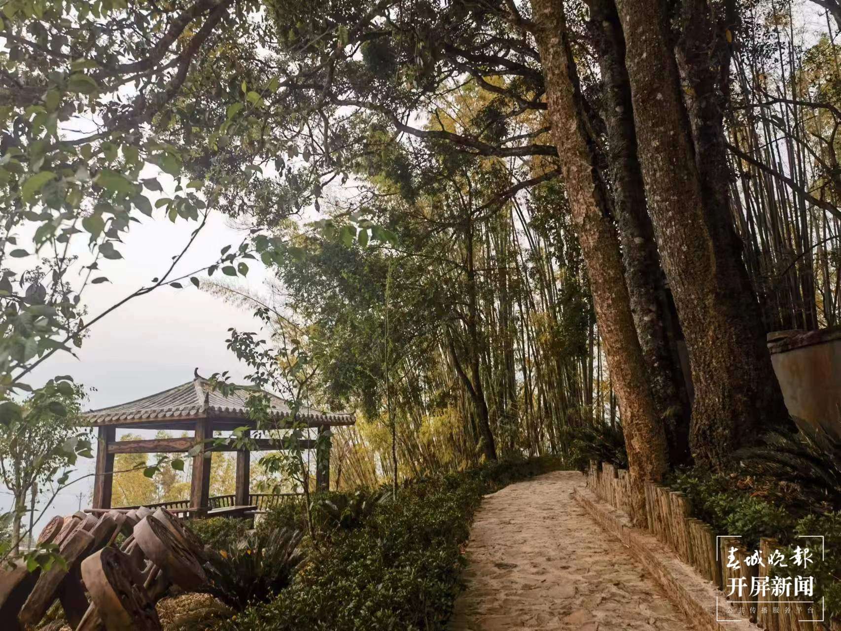 绿春春常绿|期杯村：党建引领 提升内生动力育新风