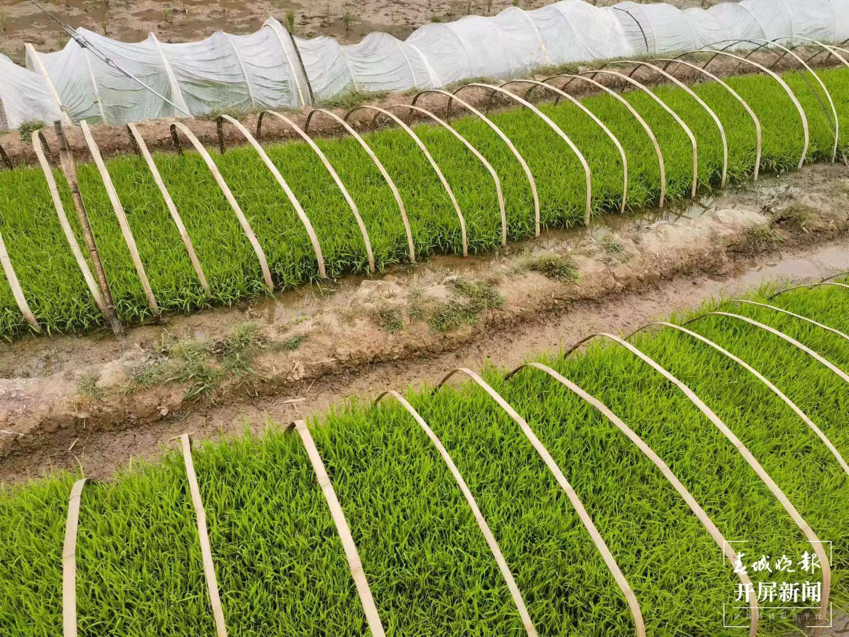 绿春春常绿|期杯村：党建引领 提升内生动力育新风