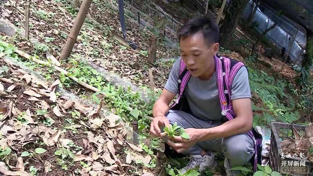 绿春春常绿 | 绿春拉祜寨：越努力 越幸福