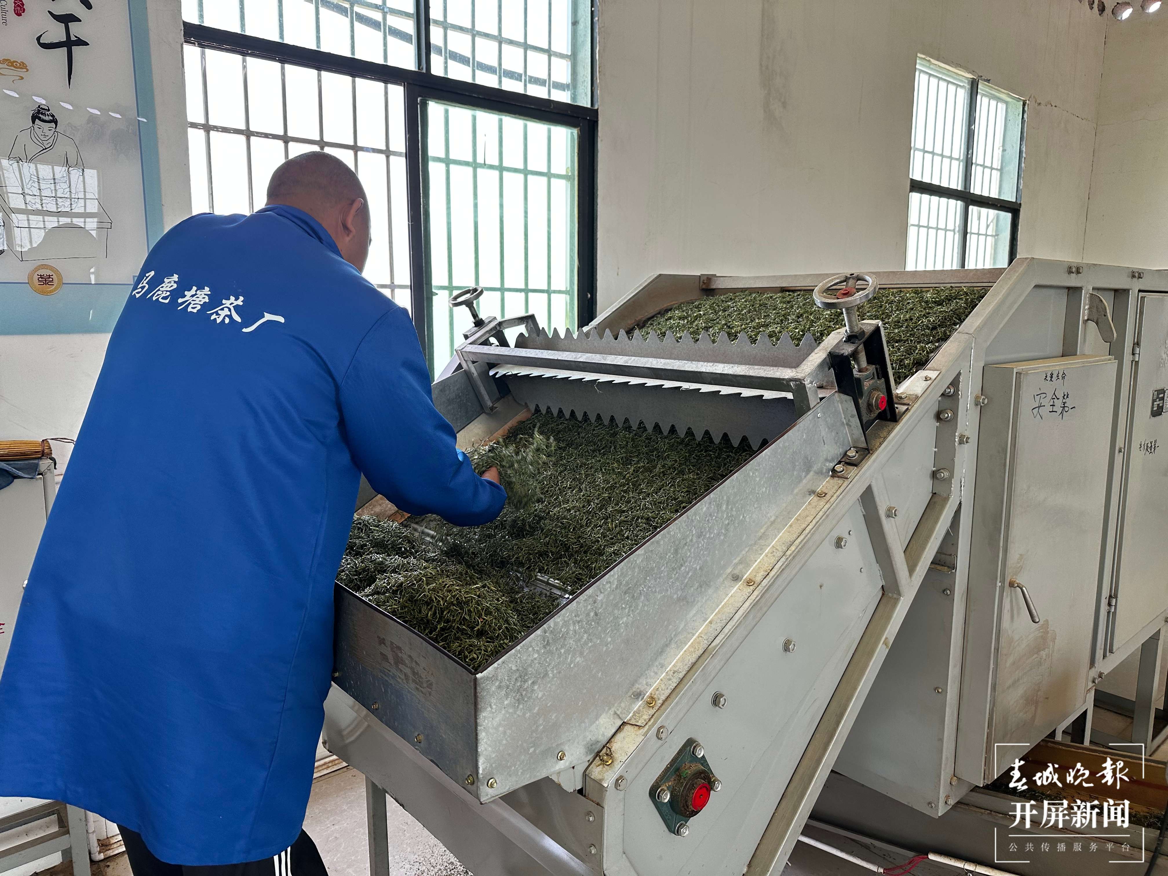 绿春春常绿 | 马鹿塘新村：茶产业带来新气象