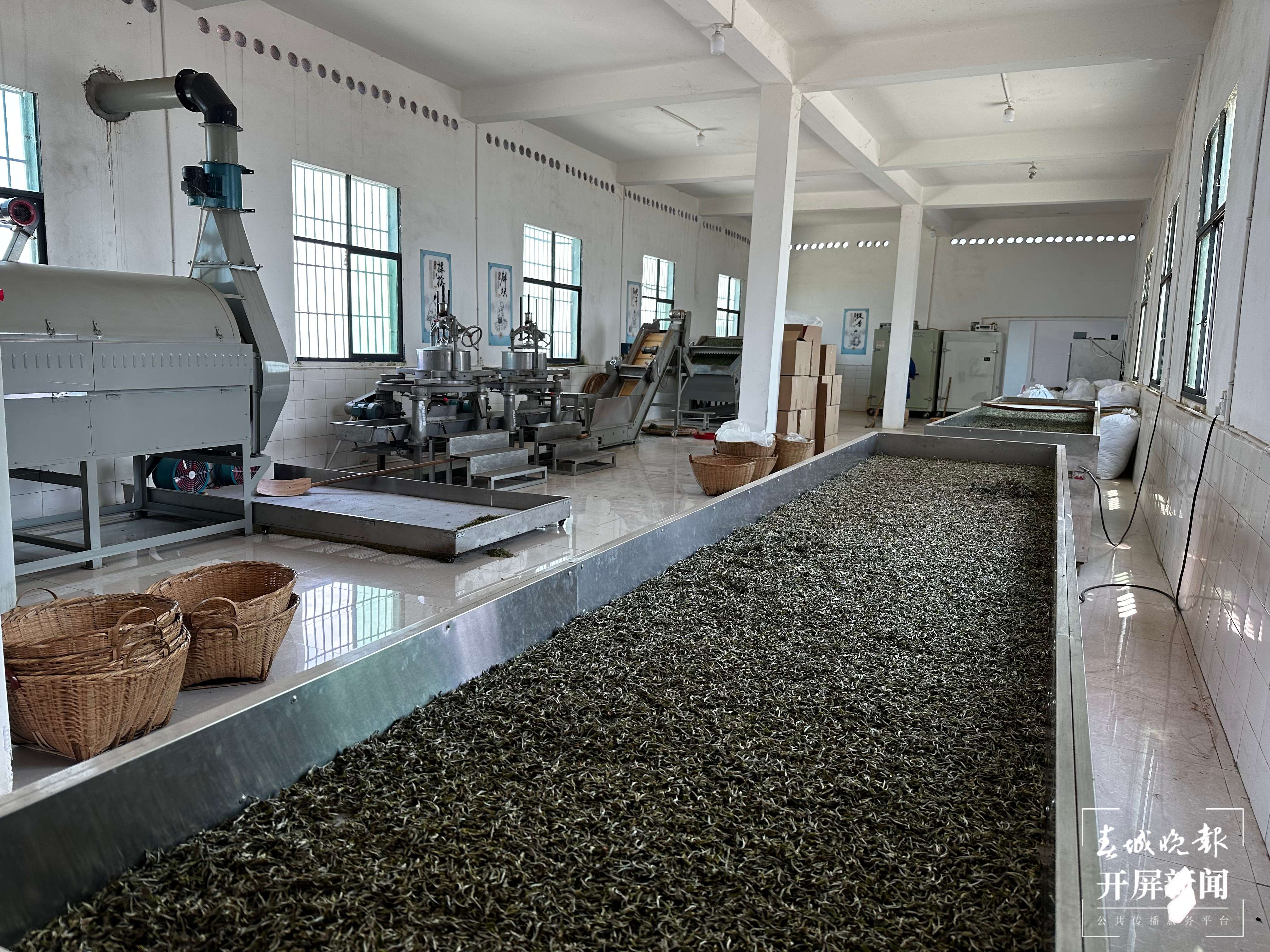 绿春春常绿 | 马鹿塘新村：茶产业带来新气象