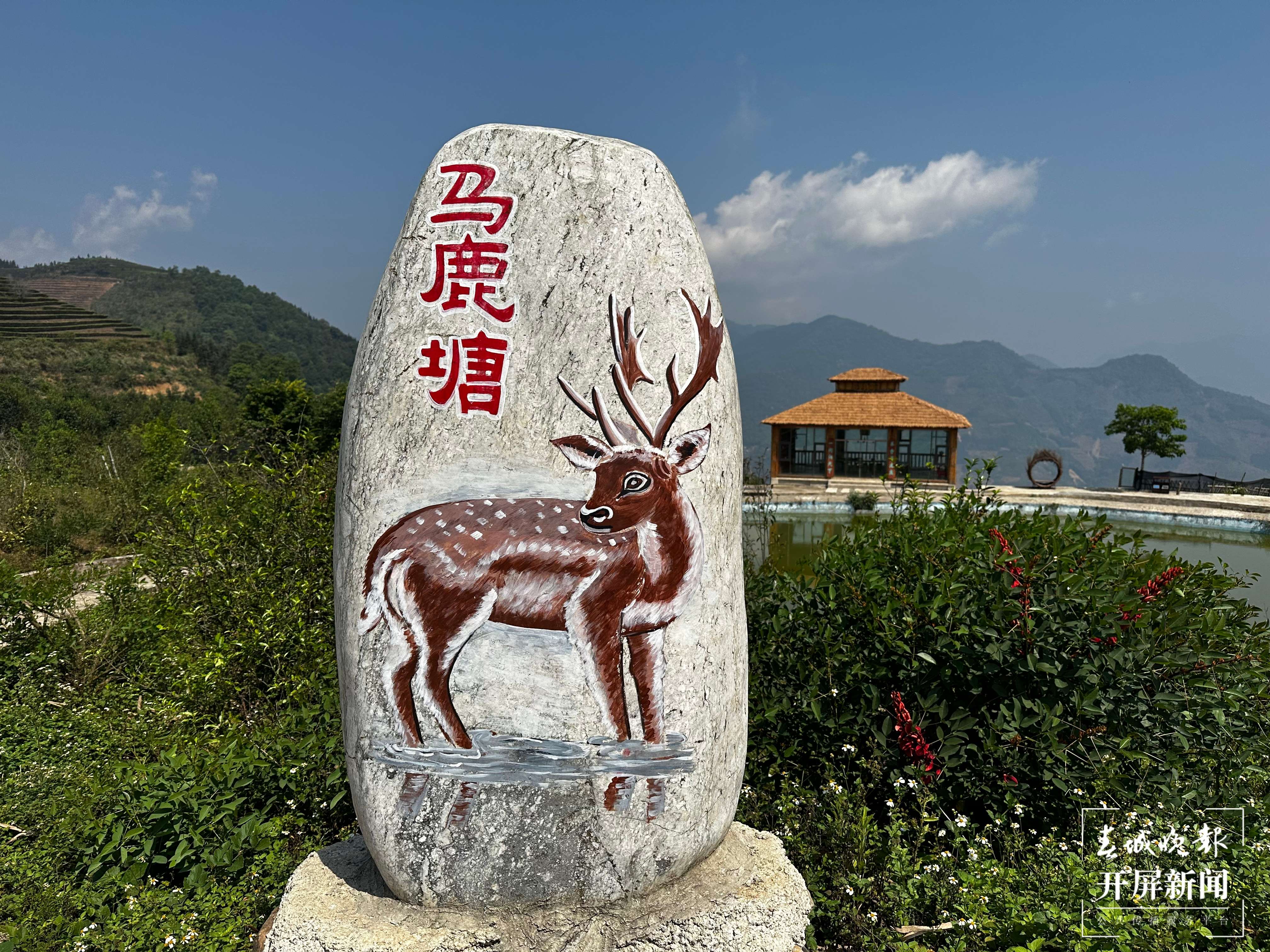 绿春春常绿 | 马鹿塘新村：茶产业带来新气象