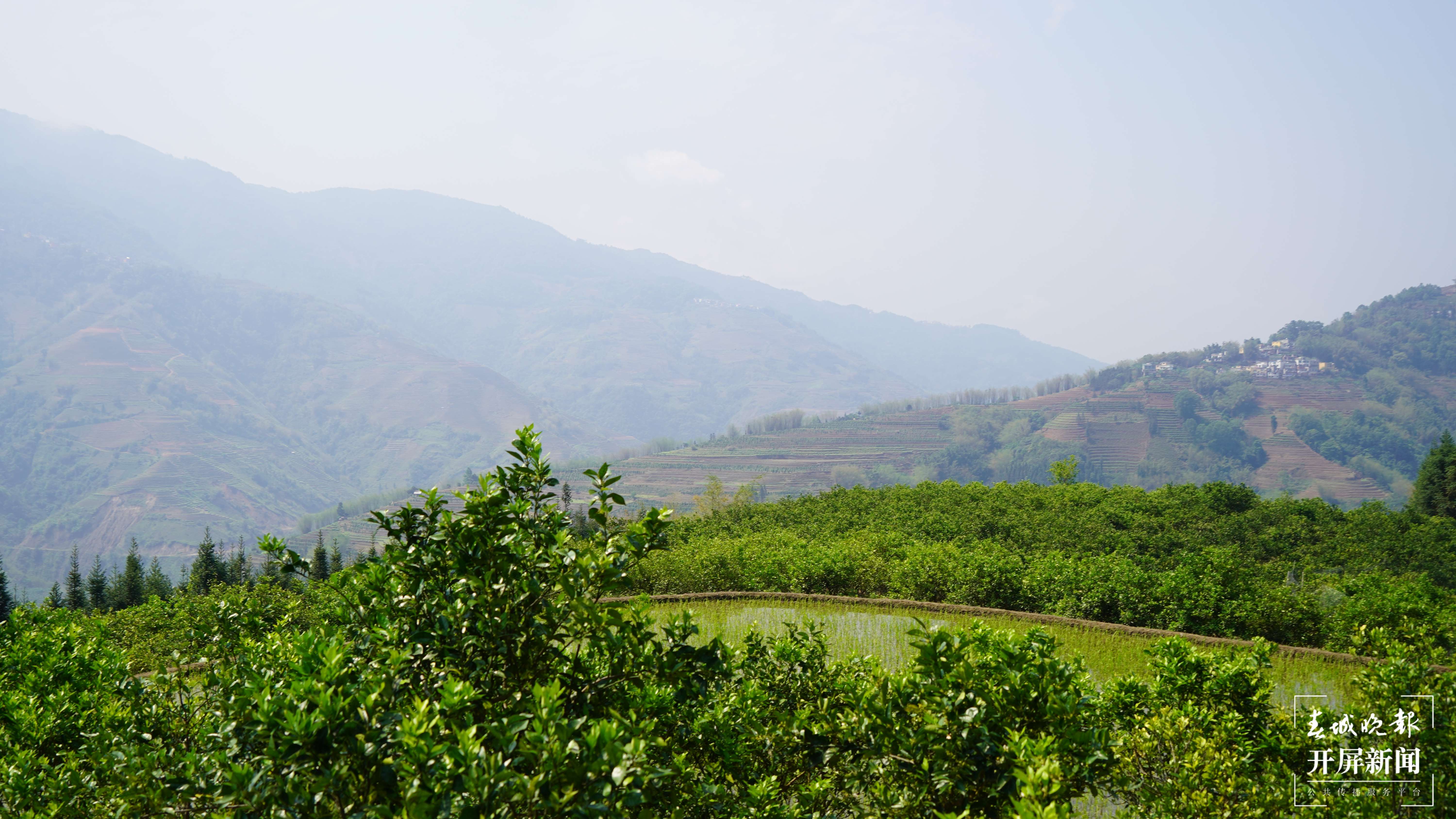 绿春春常绿  | 三猛乡：脐橙种植等多个项目支撑，让乡村振兴落到实处