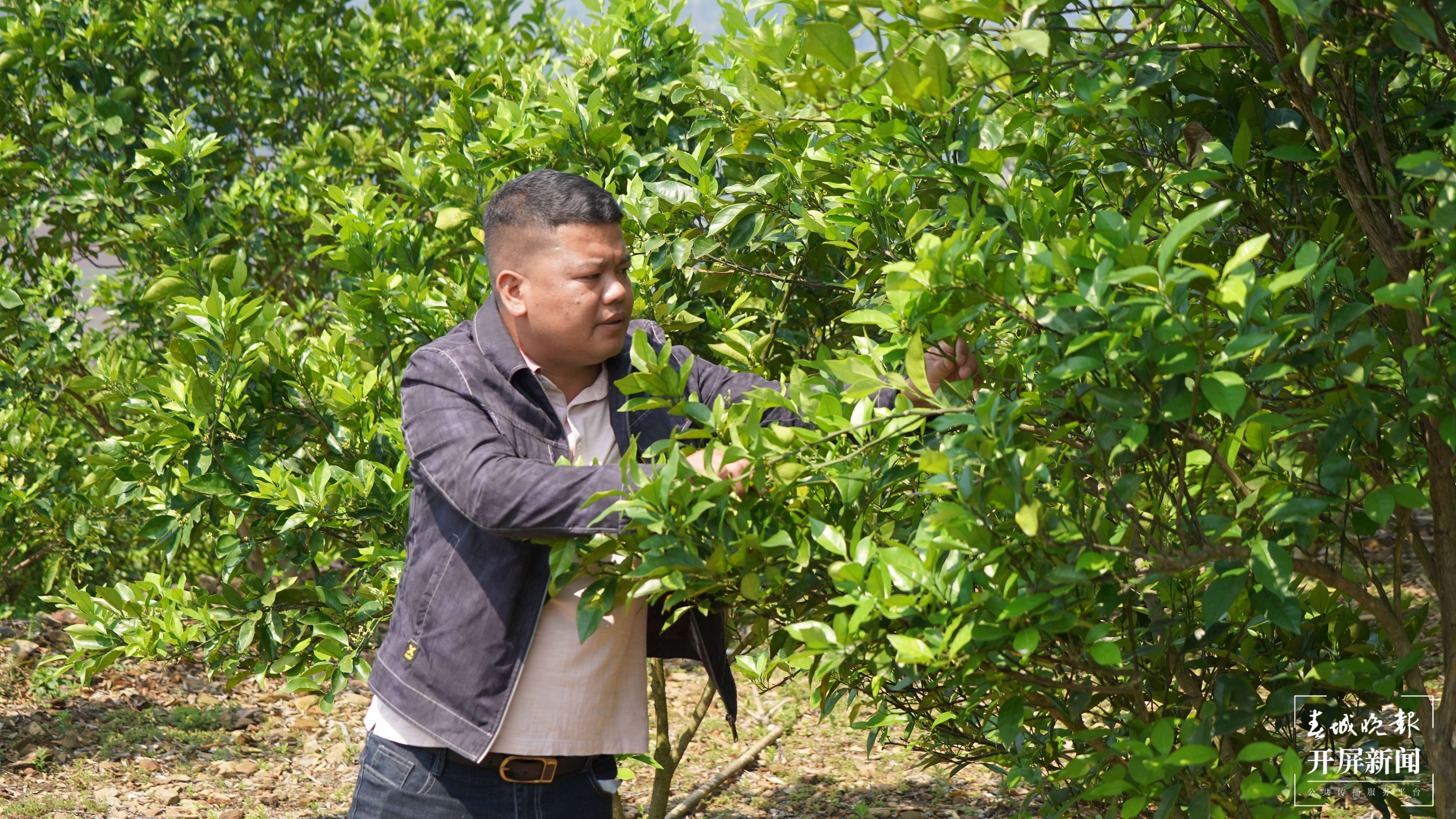 绿春春常绿  | 三猛乡：脐橙种植等多个项目支撑，让乡村振兴落到实处