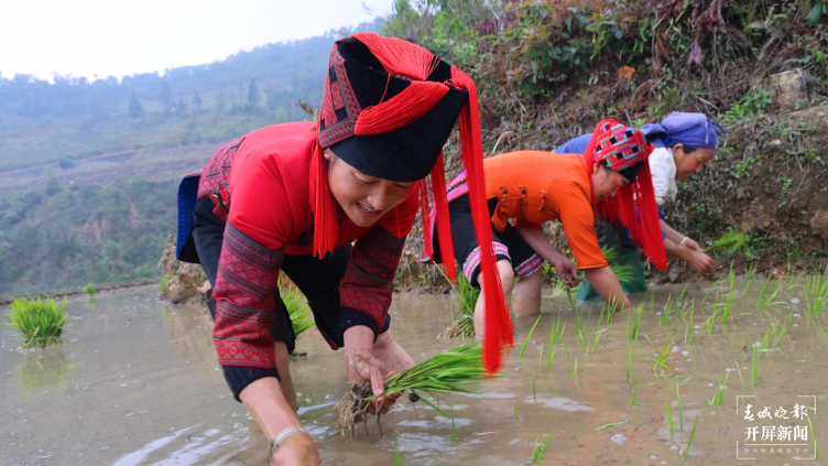骑马坝乡夫哈村：高山早稻插秧忙 稻米“飘香”振兴路1.png