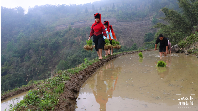 骑马坝乡夫哈村：高山早稻插秧忙 稻米“飘香”振兴路3.png
