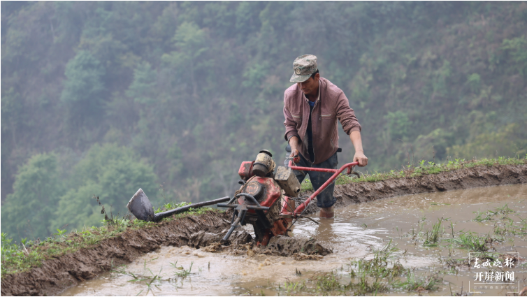 骑马坝乡夫哈村：高山早稻插秧忙 稻米“飘香”振兴路2.png