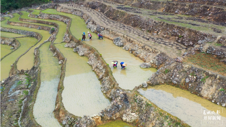 骑马坝乡夫哈村：高山早稻插秧忙 稻米“飘香”振兴路4.png