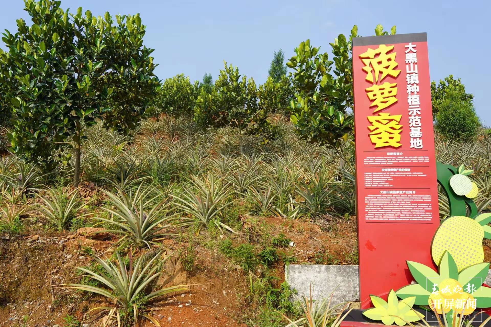 绿春春常绿 | 干龙潭村：建设热带水果甜蜜家园