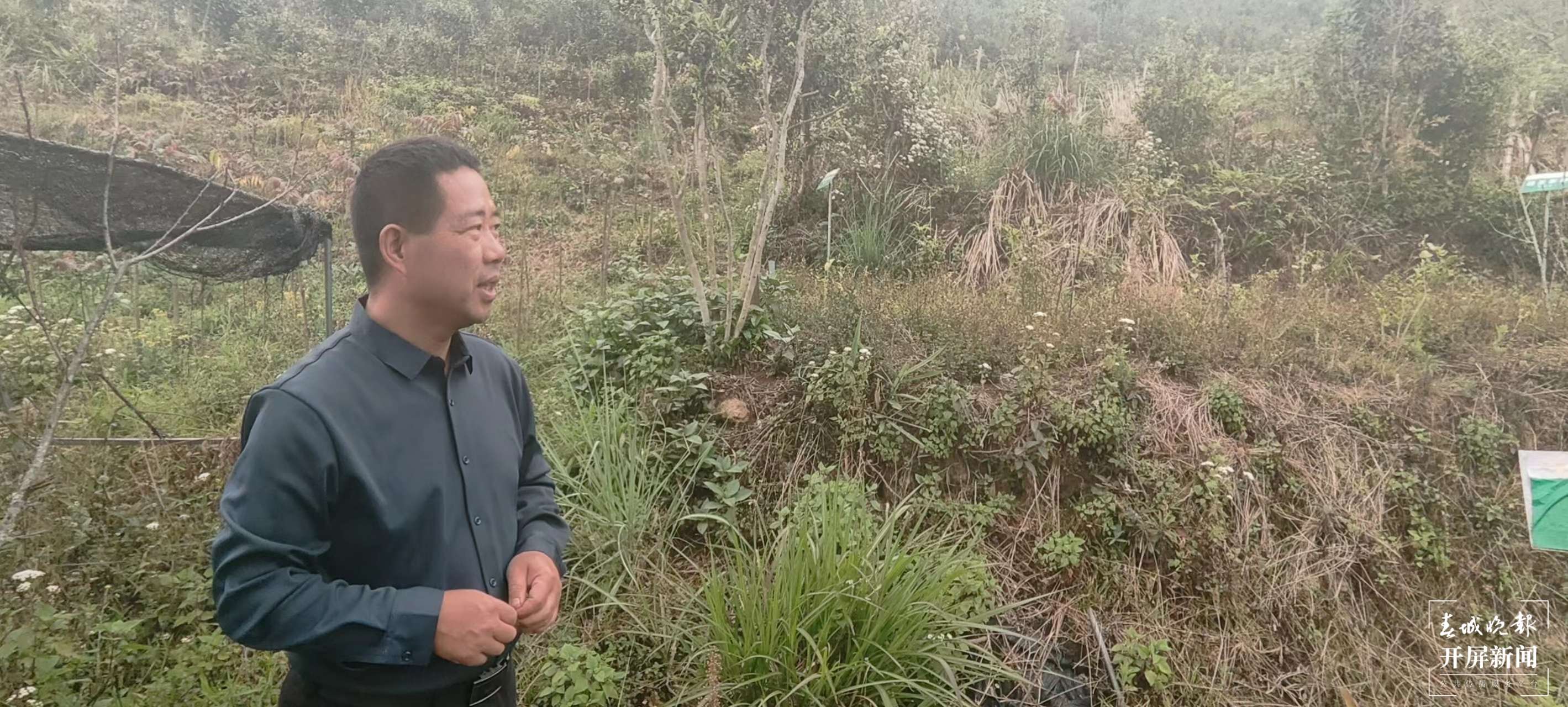 张彦辉：三剂“猛药”，为茶产业兴旺发达建言献策