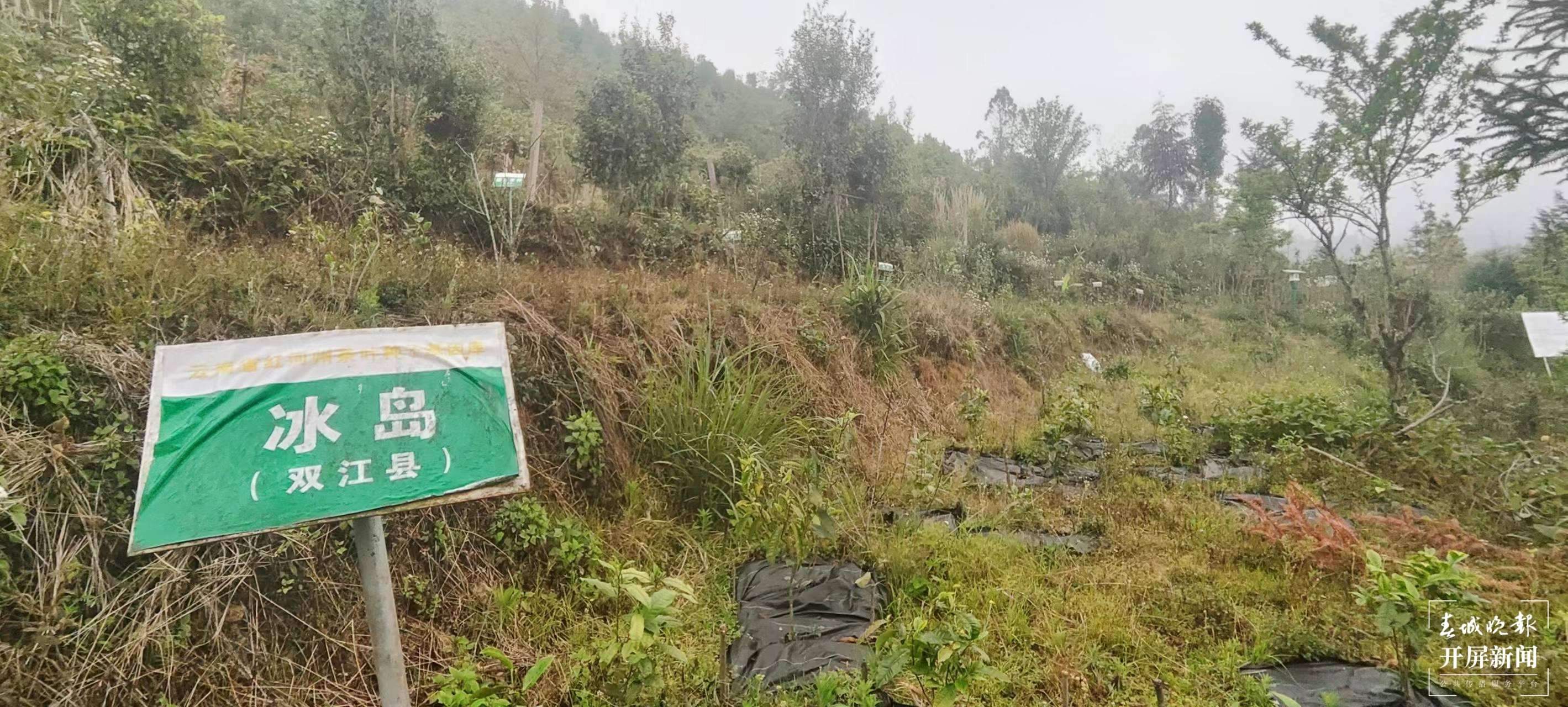 张彦辉：三剂“猛药”，为茶产业兴旺发达建言献策