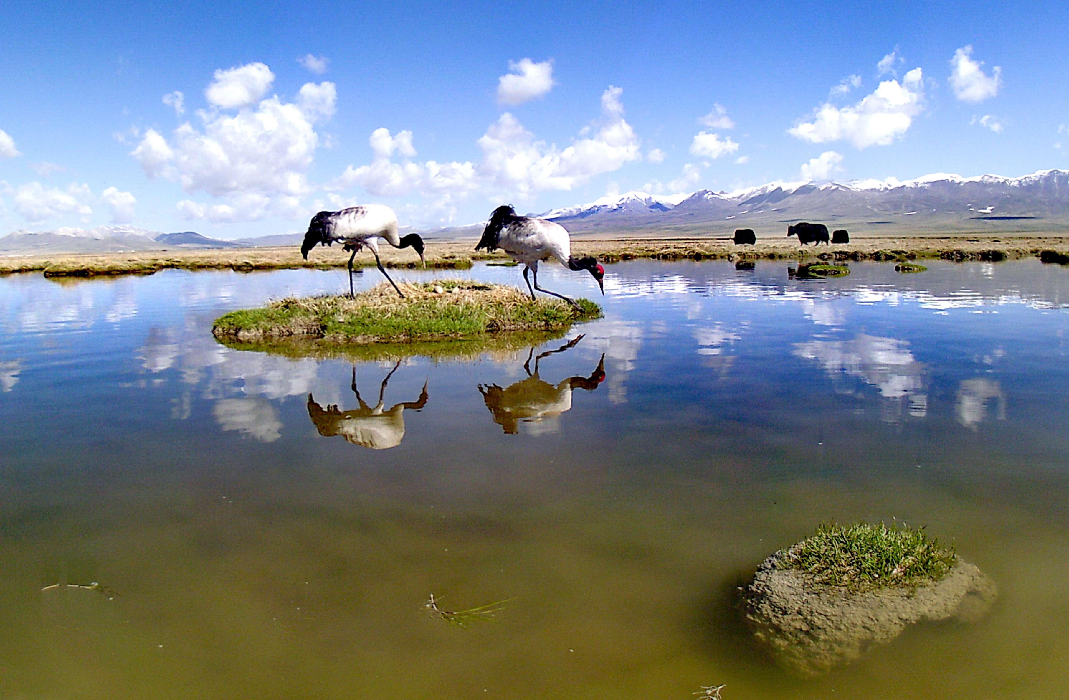 1(分离图)青海黑颈鹤11 (5).jp(21502505)-20230417113558.jpg