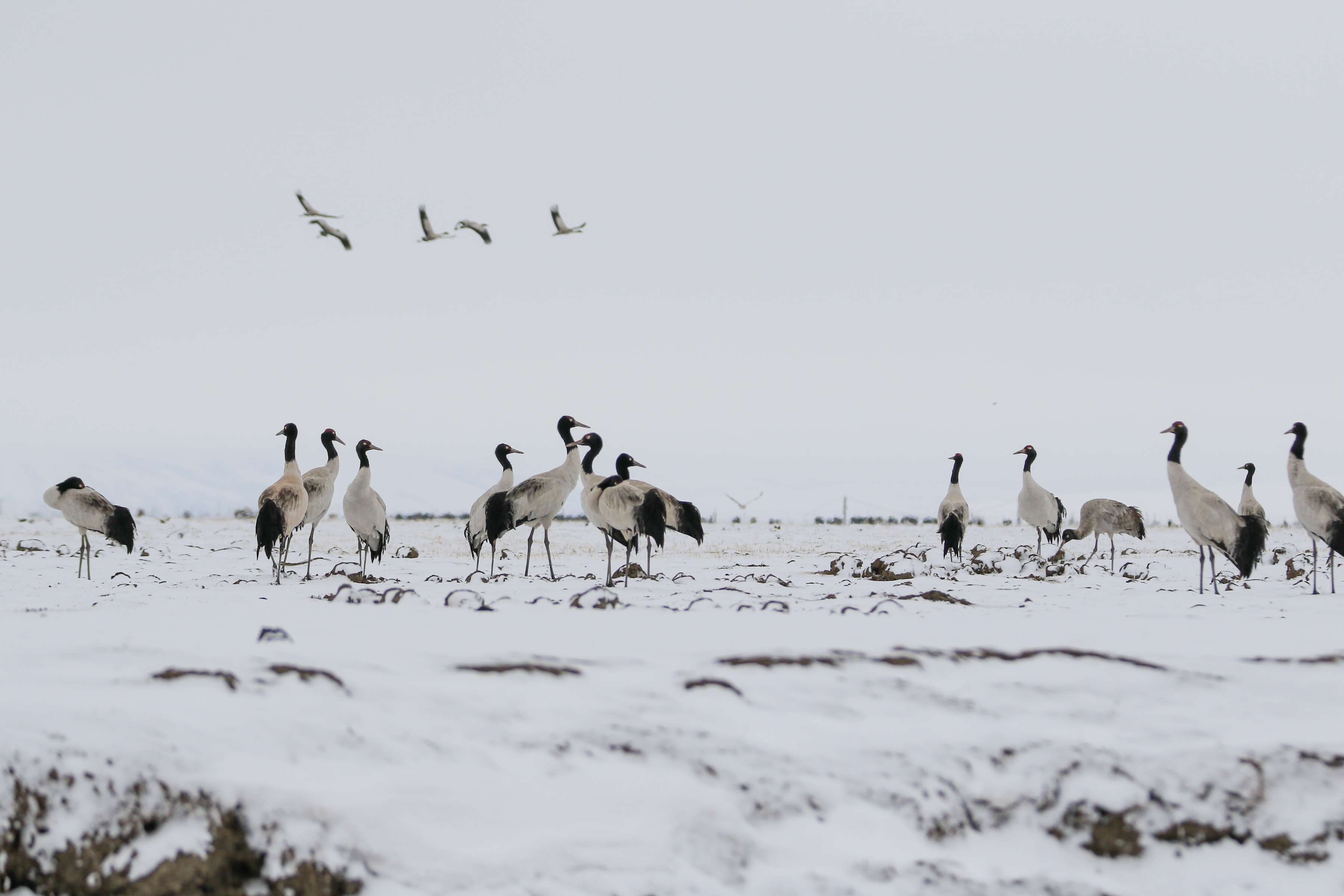 1(分离图)青海黑颈鹤11 (8).jp(21502511)-20230417113438.jpg