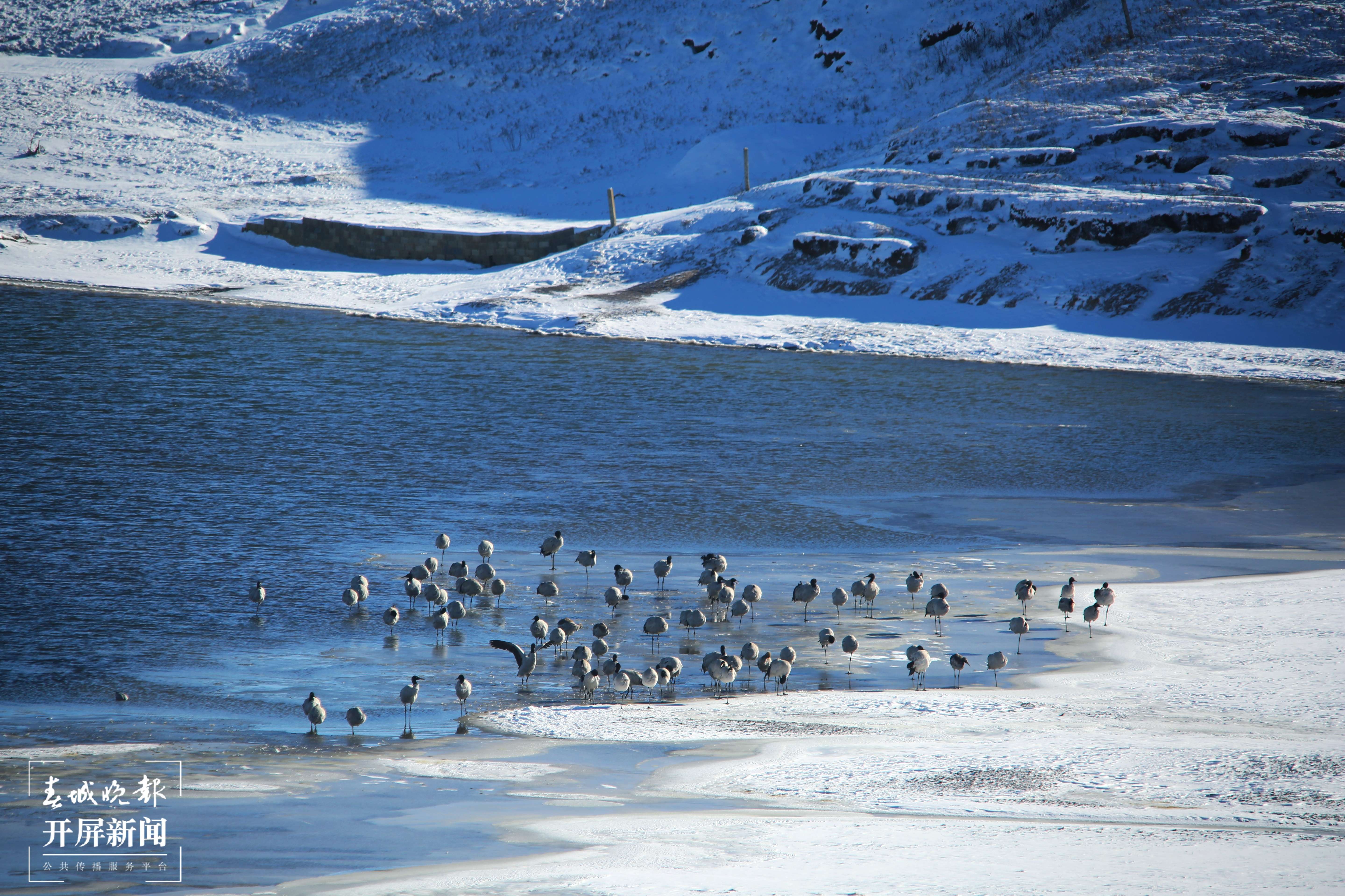 4-停留在大山包的黑颈鹤（吴太平 摄）.JPG