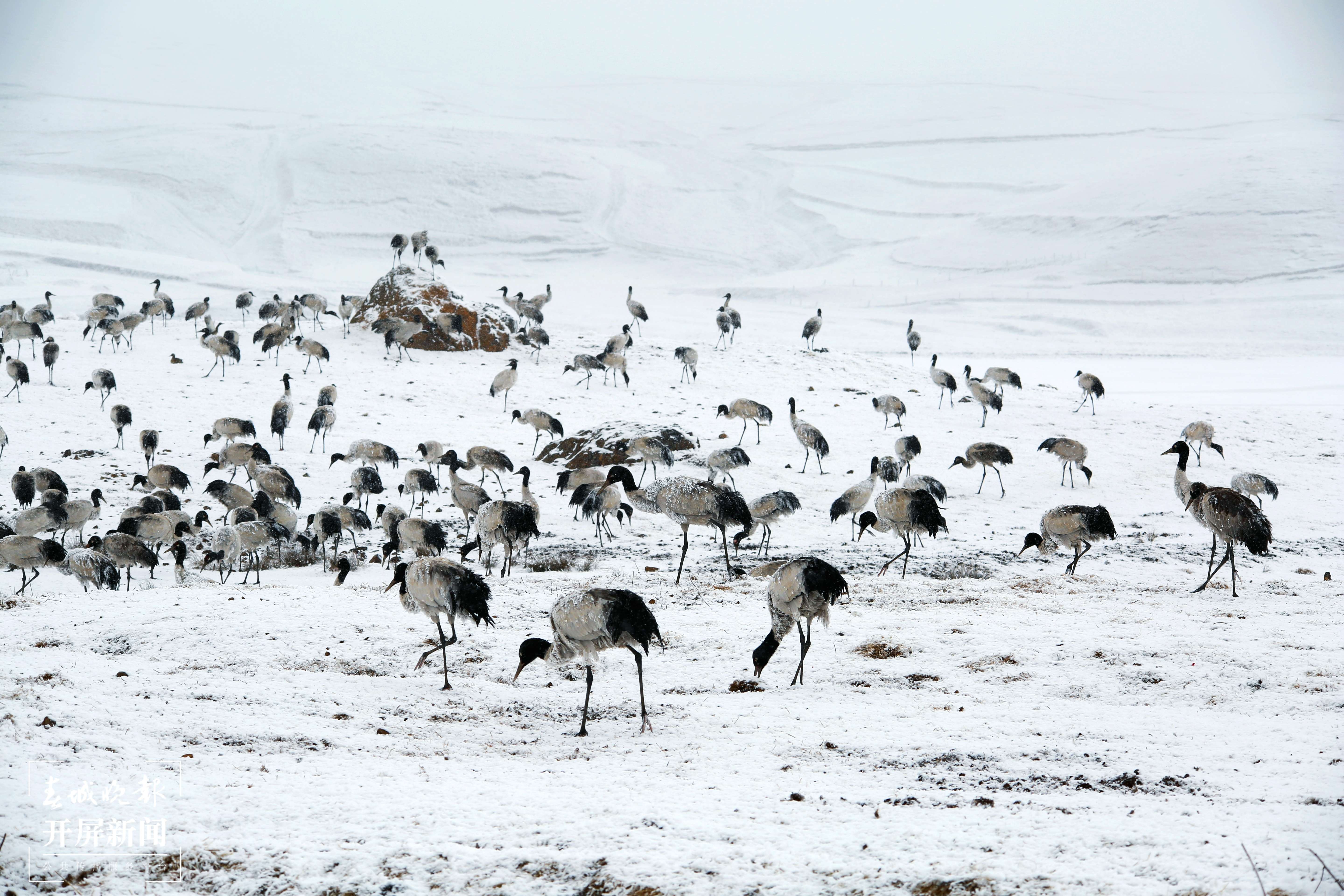 7-停留在大山包的黑颈鹤（吴太平 摄）.JPG