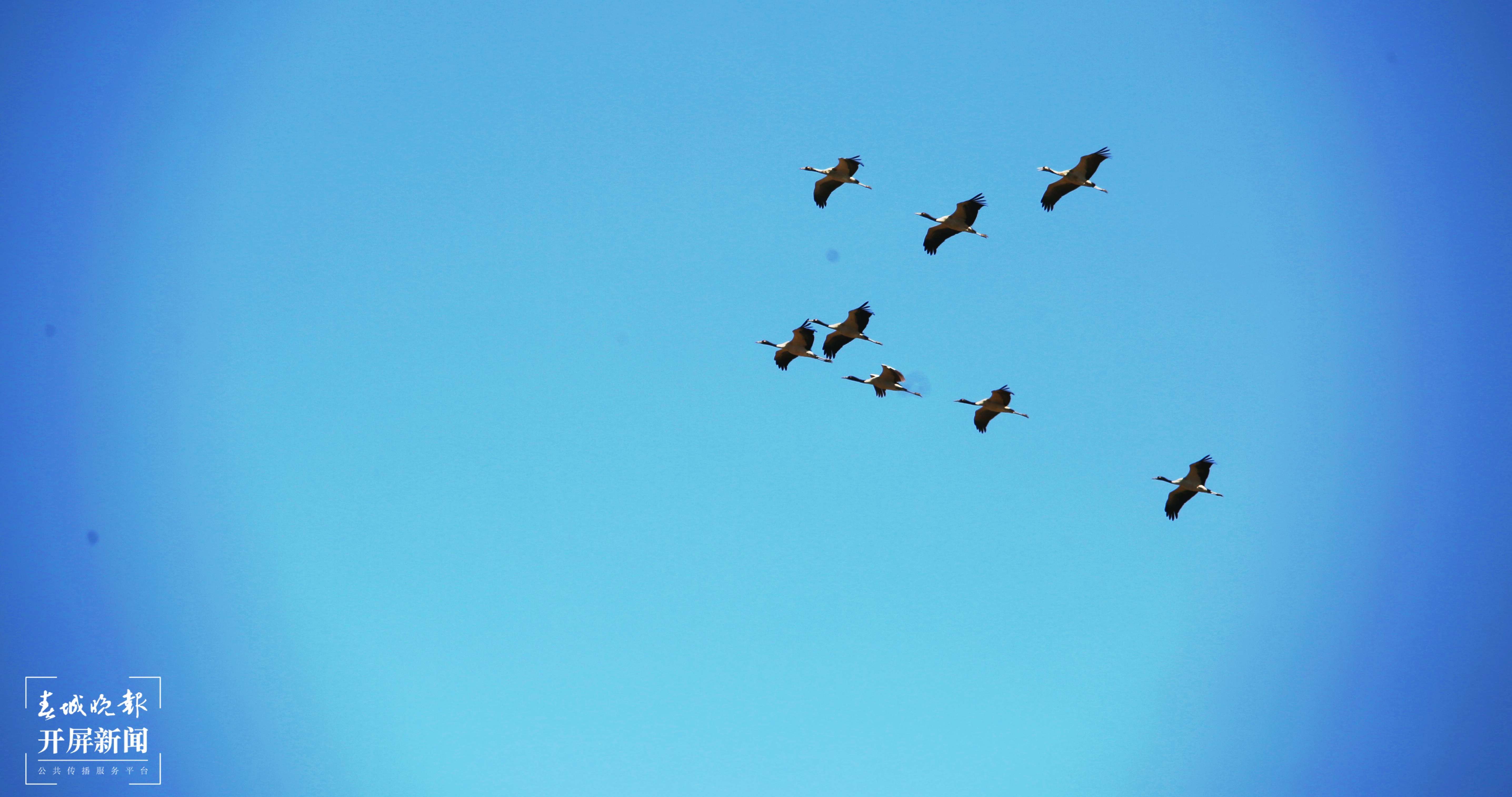 7-大山包黑颈鹤（吴太平  摄）.jpg