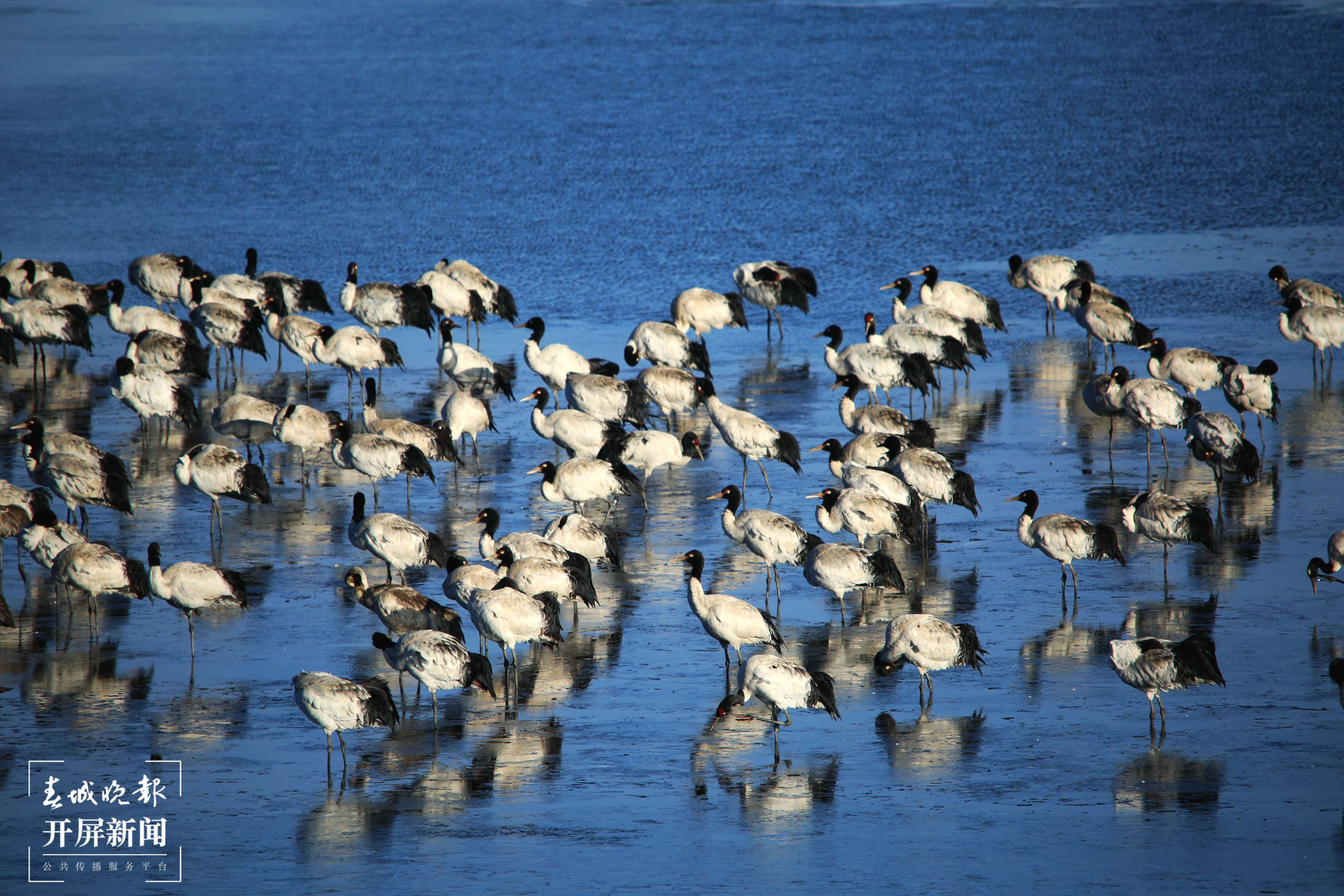 1-大山包黑颈鹤（吴太平  摄）.jpg