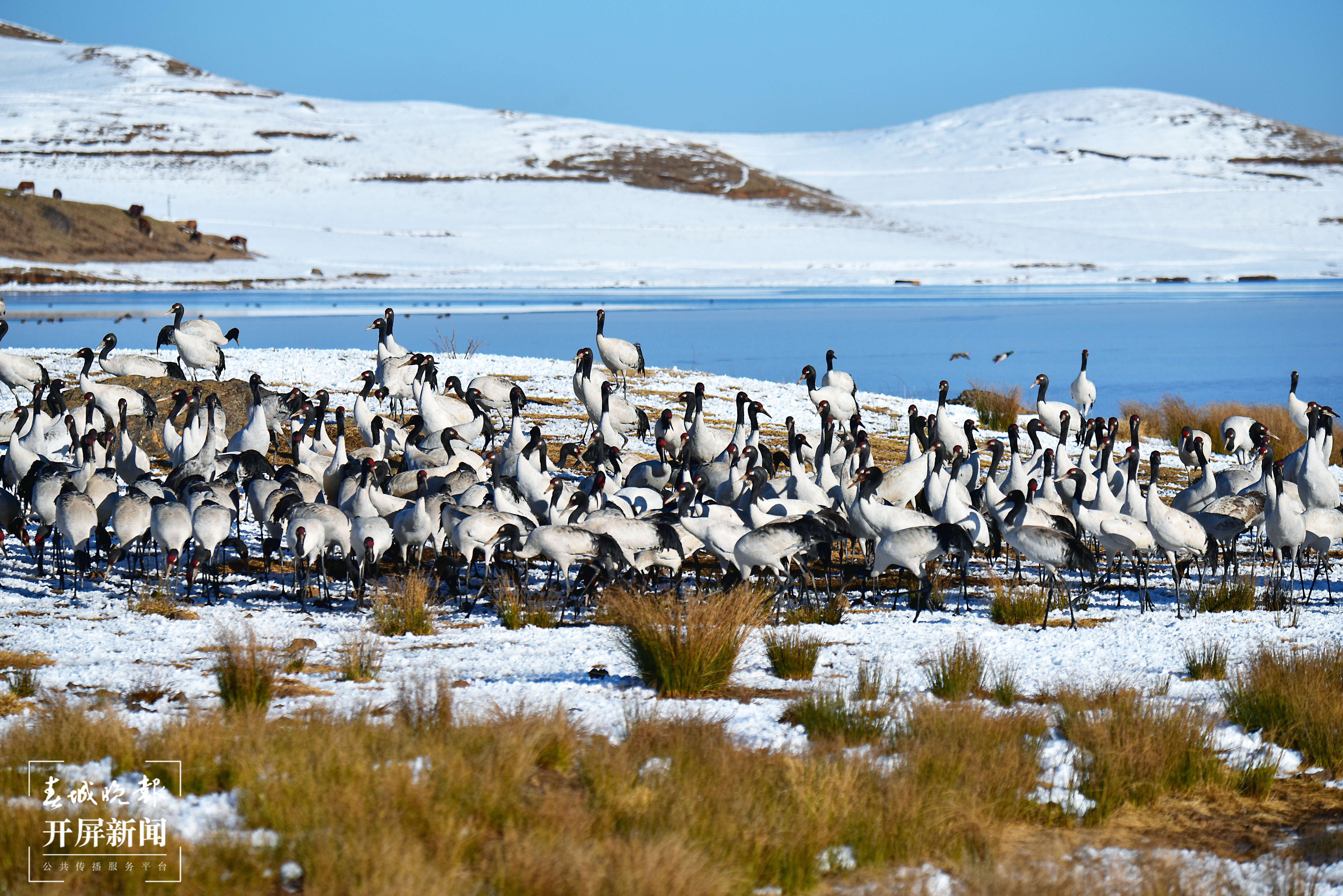 大山包鹤舞雪原-郑远见-18183556061-云南省昭通市昭阳区枫园路35号-657000 (21).JPG