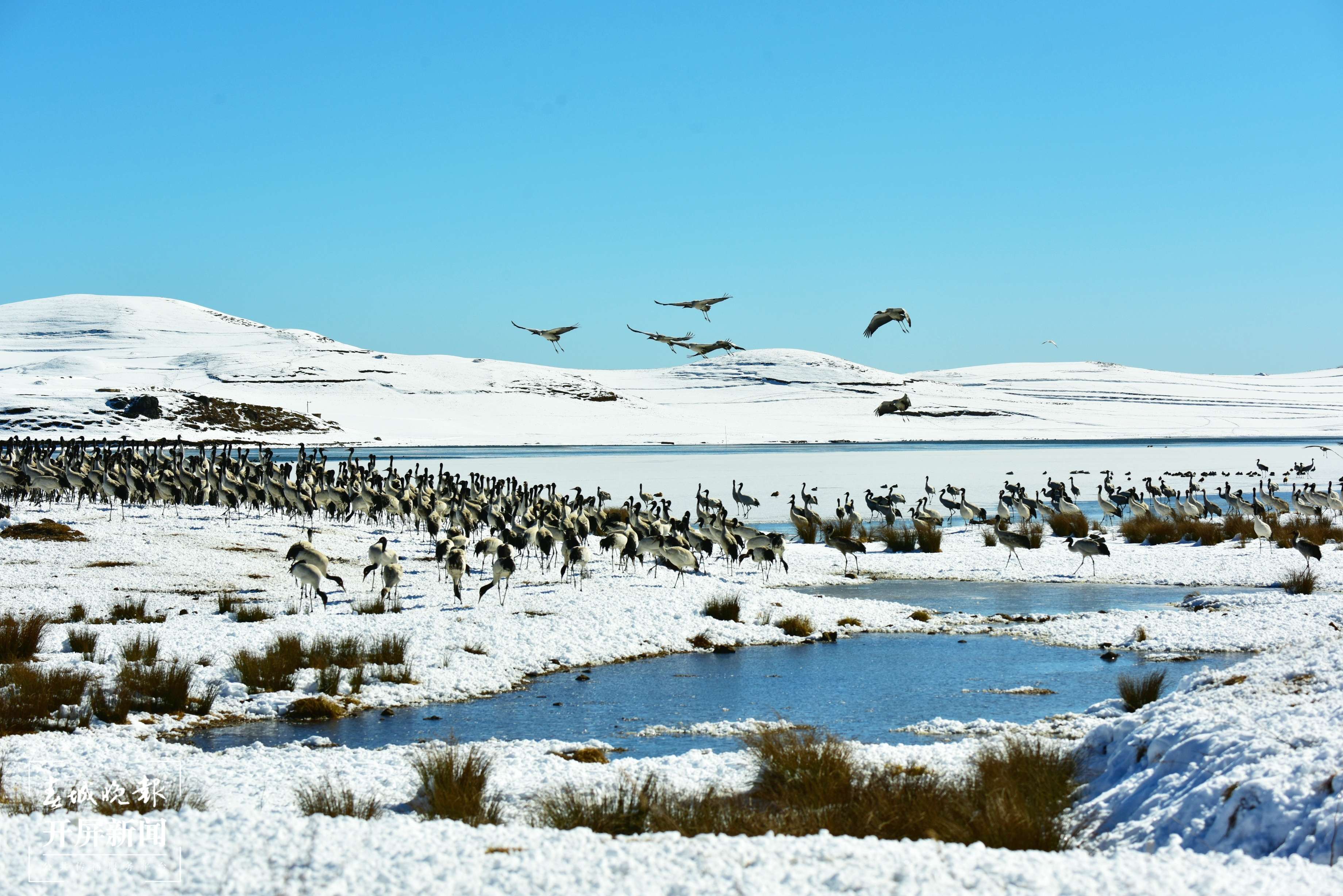 大山包鹤舞雪原-郑远见-18183556061-云南省昭通市昭阳区枫园路35号-657000 (25).JPG
