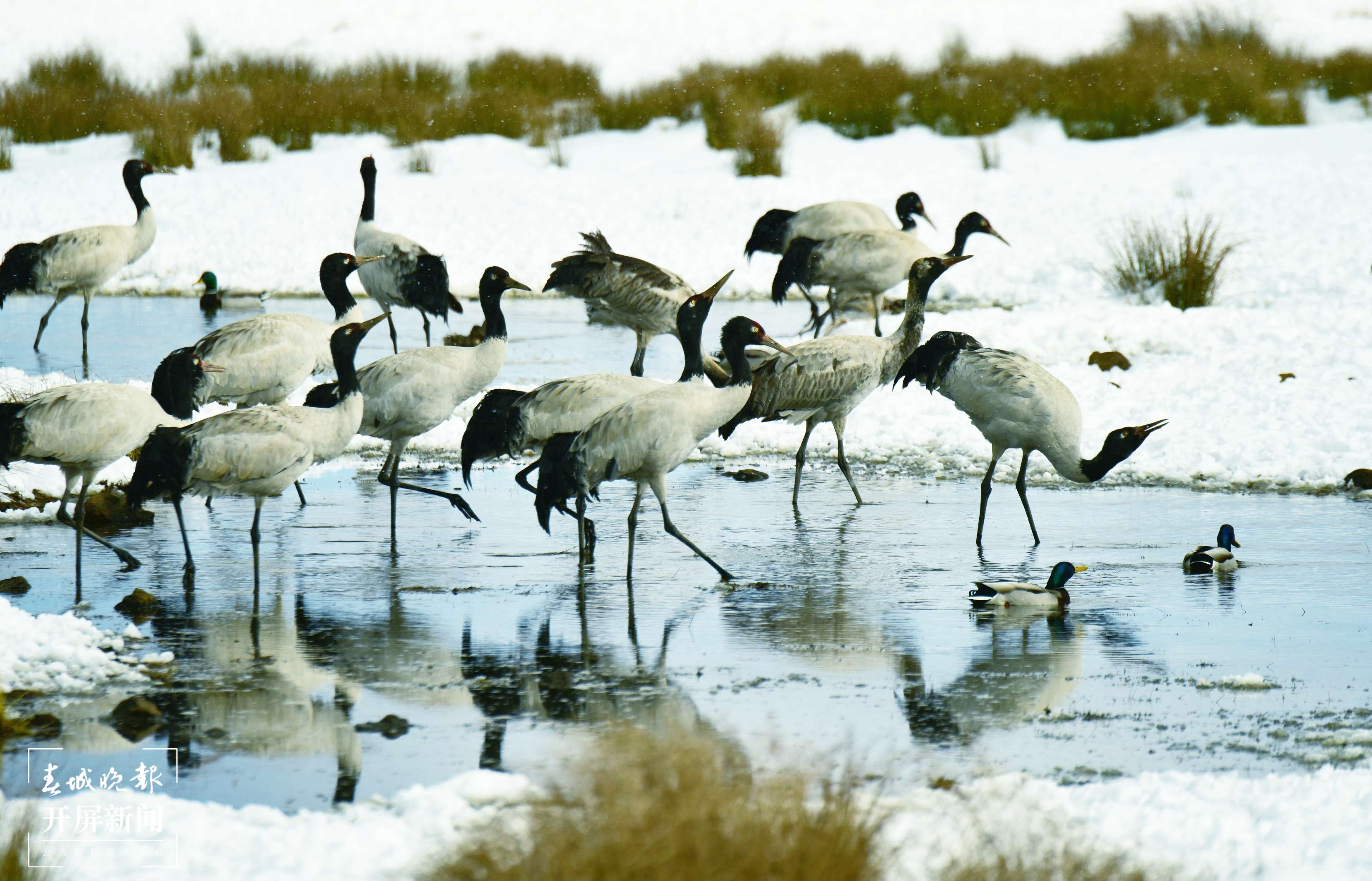 大山包鹤舞雪原-郑远见-18183556061-云南省昭通市昭阳区枫园路35号-657000 (30).JPG