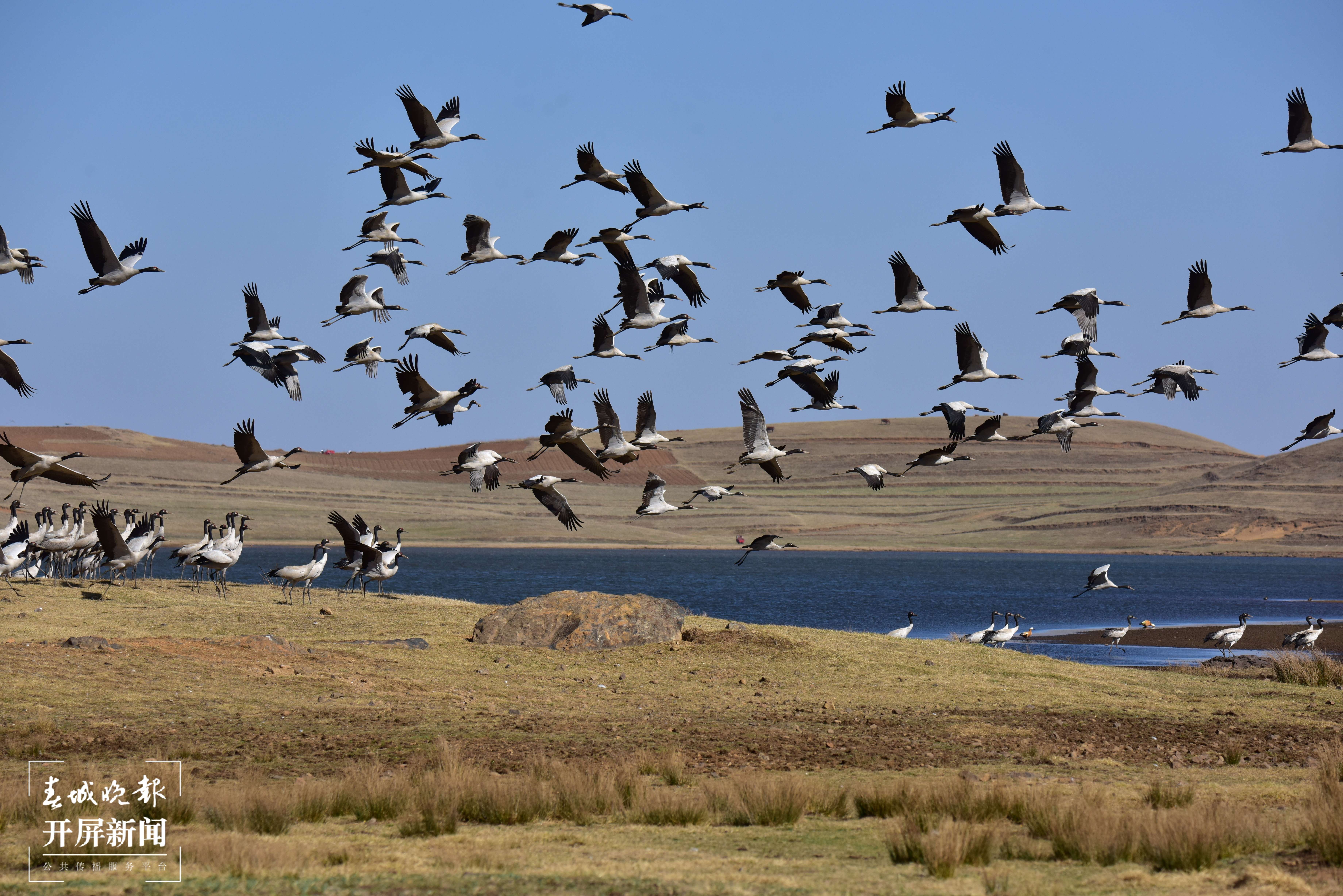 大山包黑颈鹤-郑远见摄-18183556061 (10).JPG