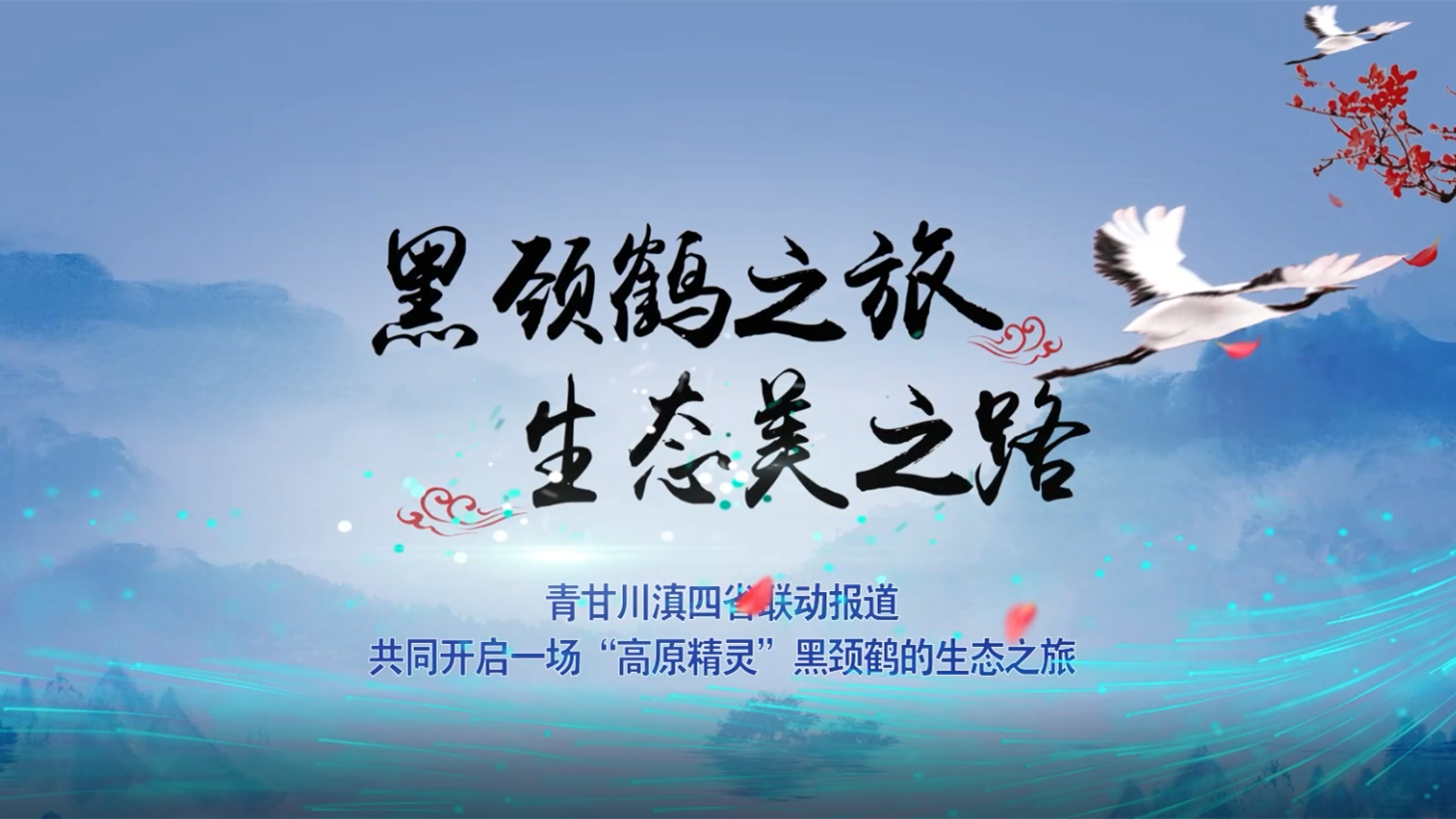 “黑颈鹤之旅 生态美之路”四省区联动报道