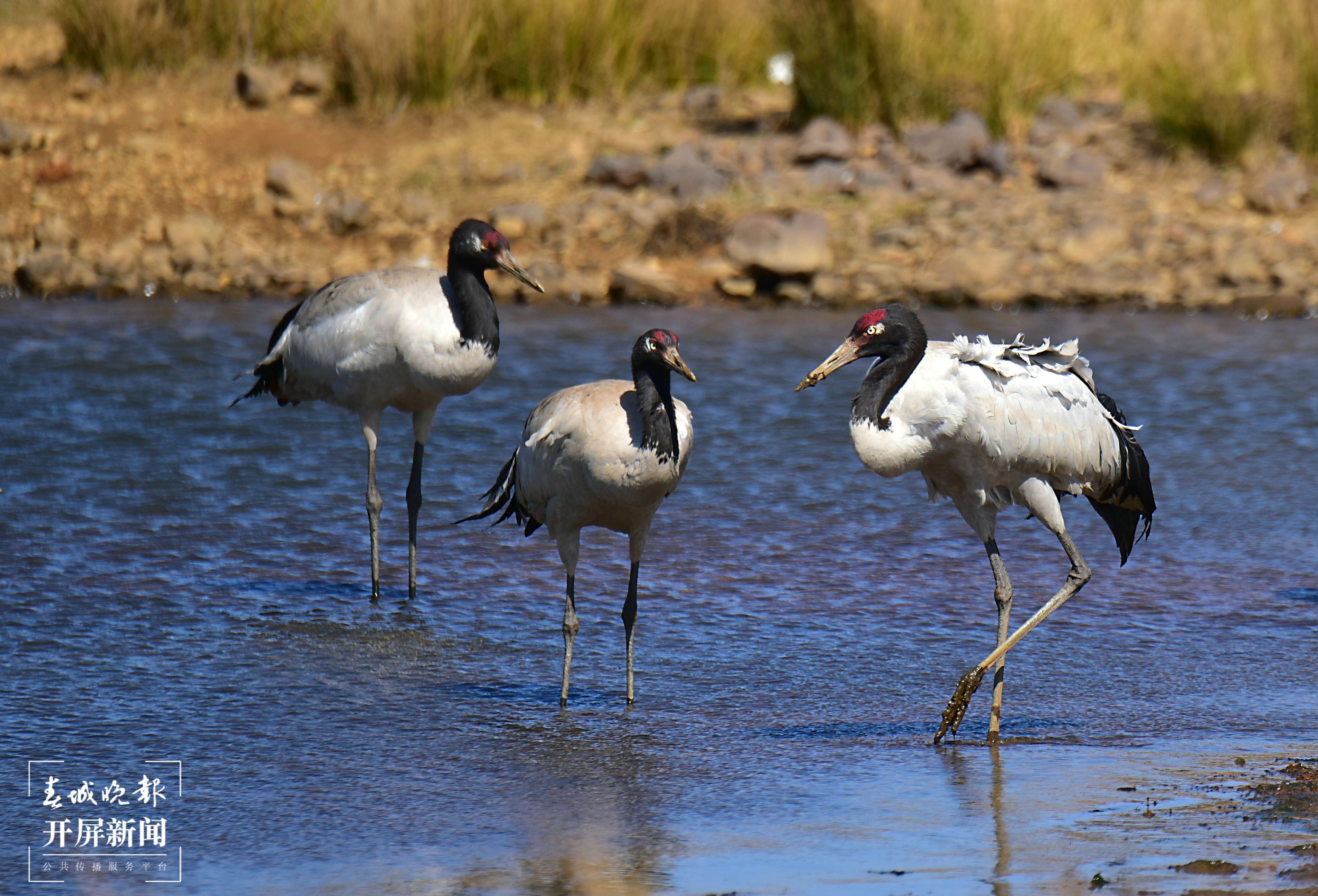 20220319--郑远见-18183556061 -大山包黑颈鹤 (3).JPG