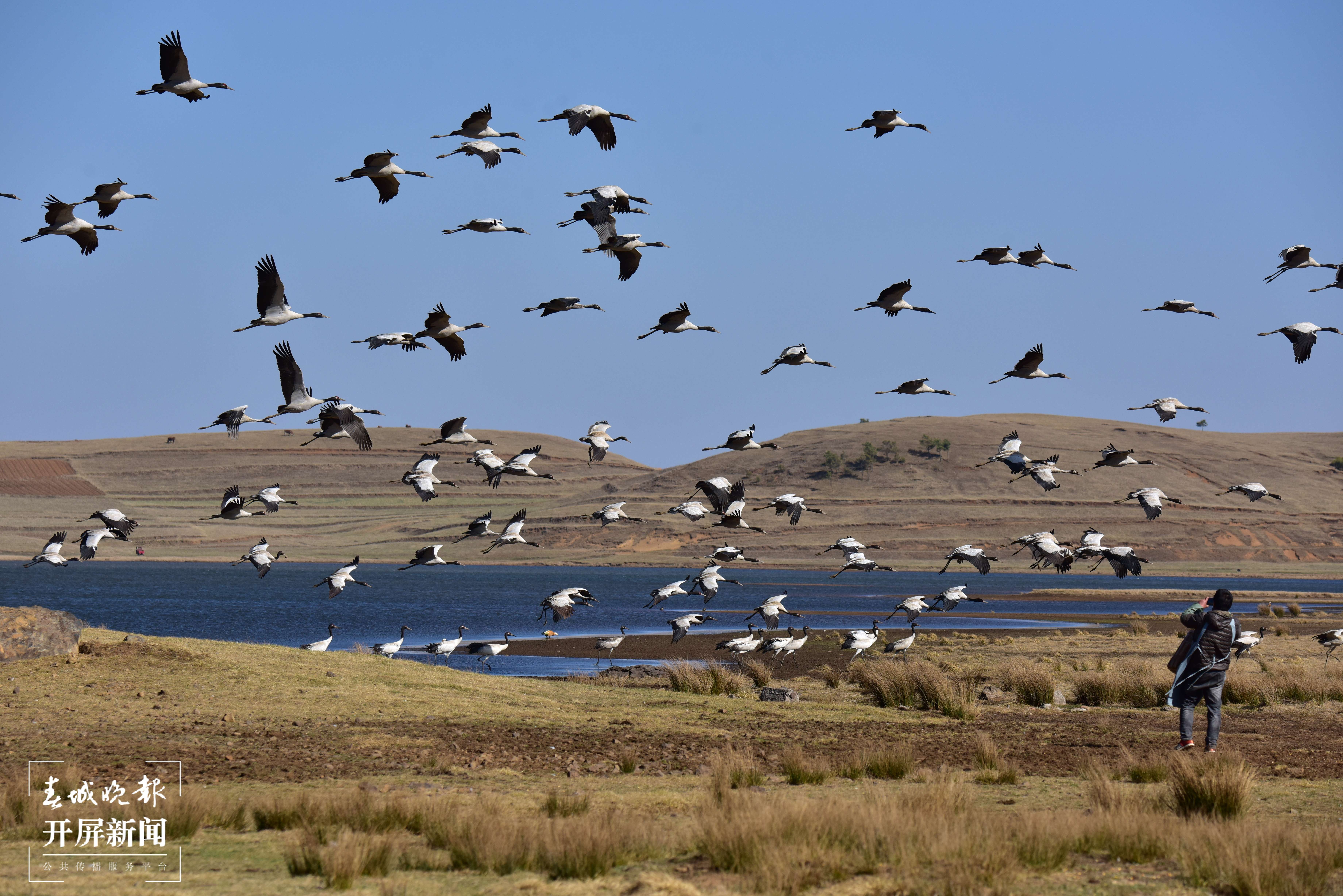 20220320-郑远见-18183556061-赵炳祥在给黑颈鹤投食 (4).JPG