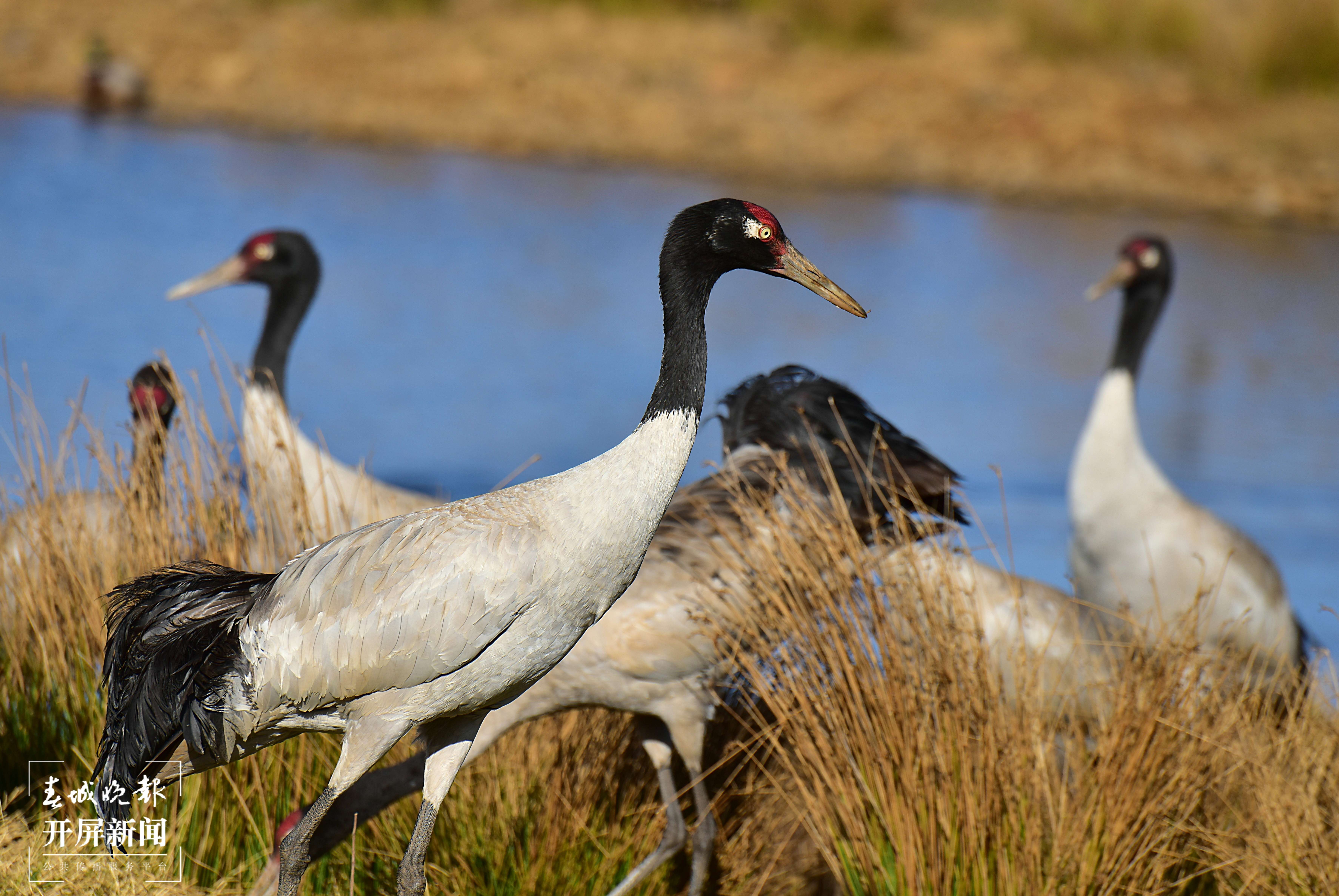 20220319--郑远见-18183556061 -大山包黑颈鹤 (2).JPG
